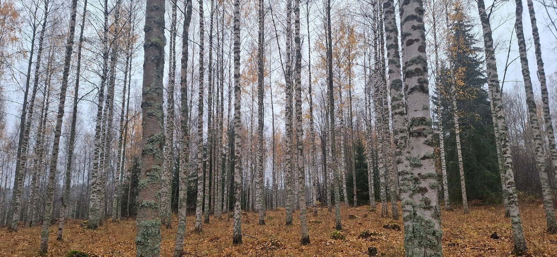 422-411-5-58 KUUSELA, Koli 1