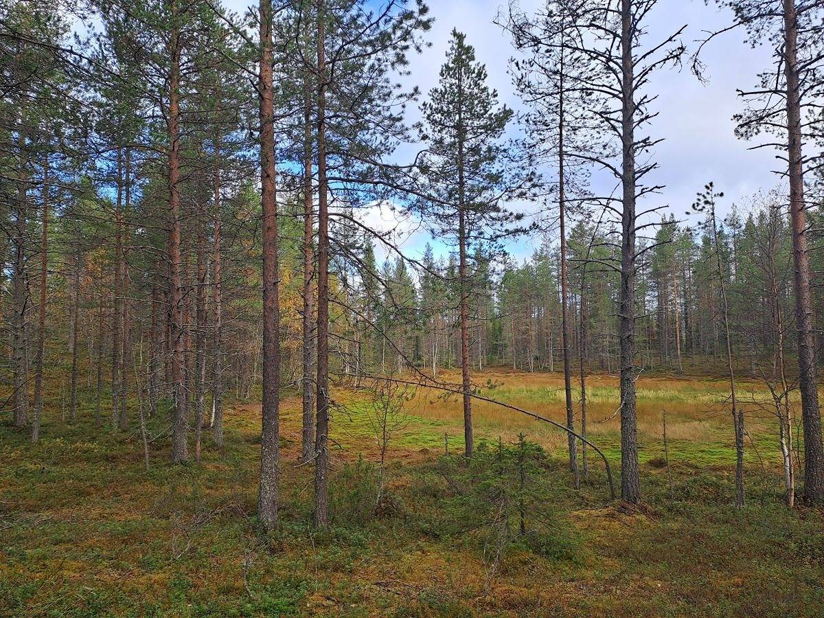 Sarviperä 305-413-49-7 1