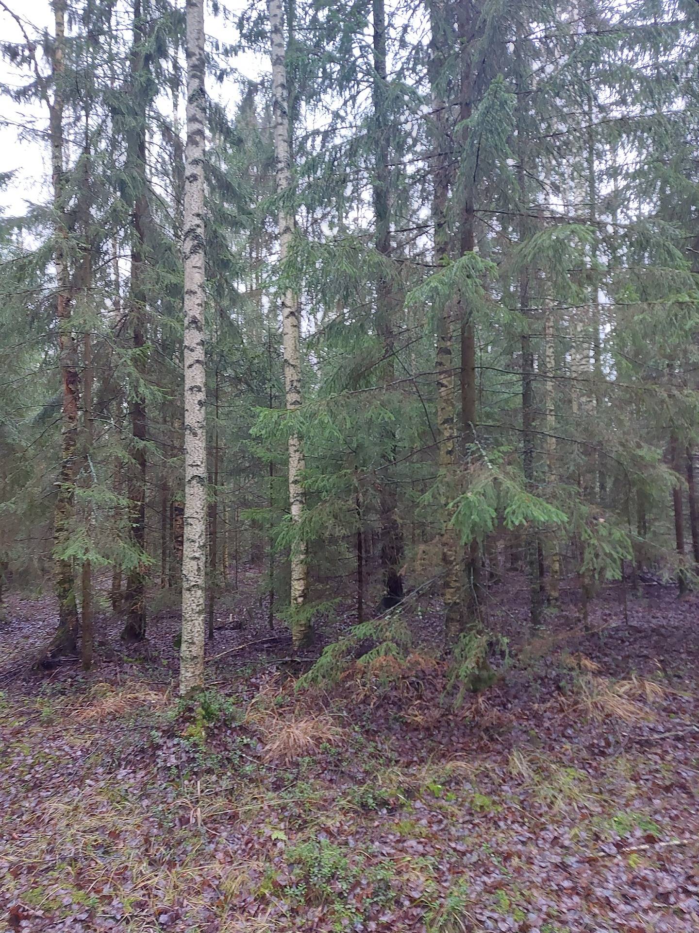 Järvelä 171-407-4-26 1