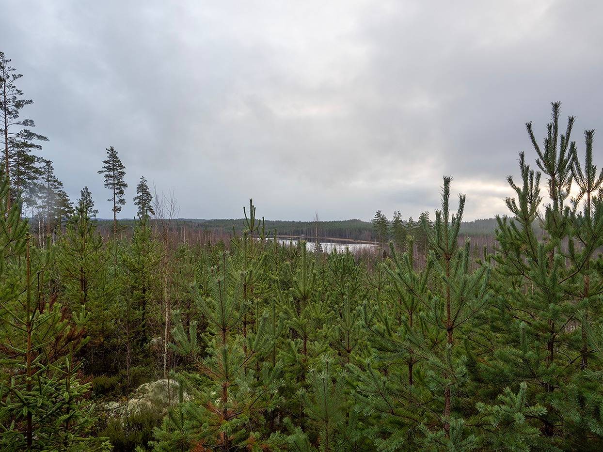 Elorinne 739-412-1-87 1