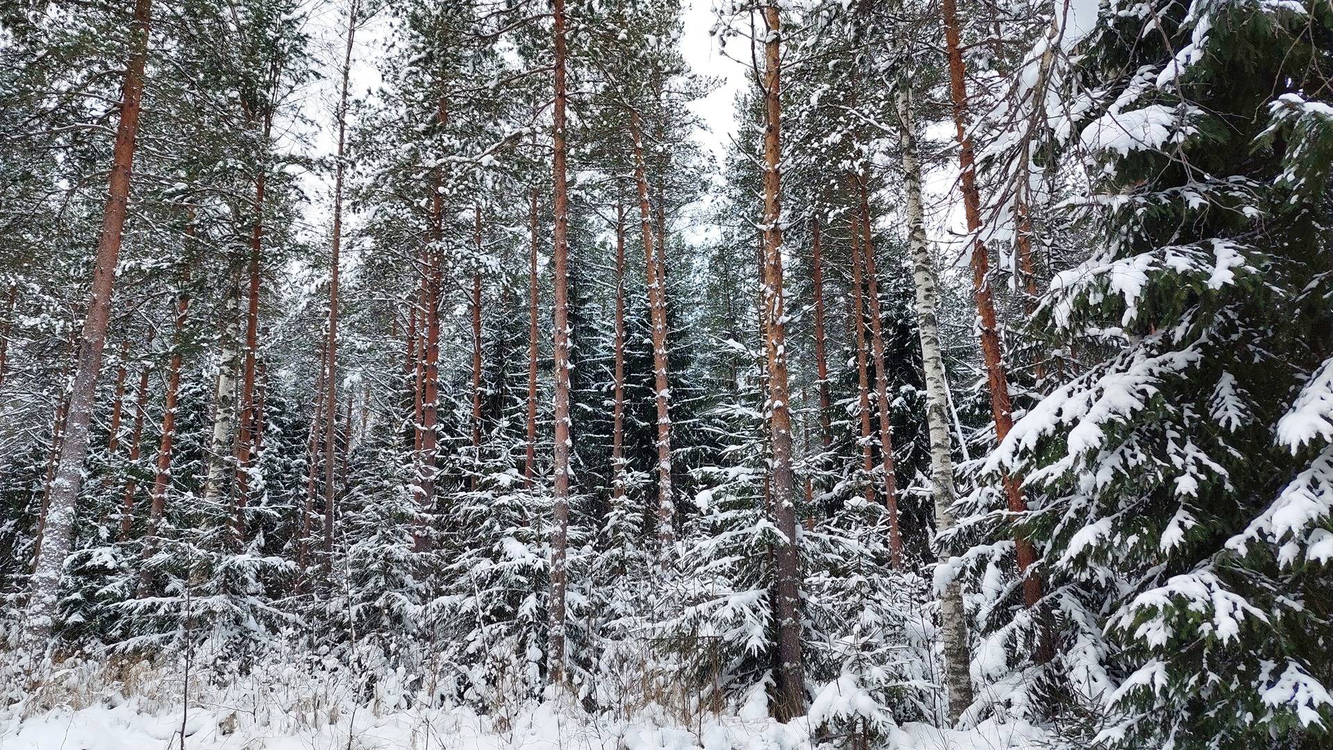 RAUHALA 405-476-2-76 1