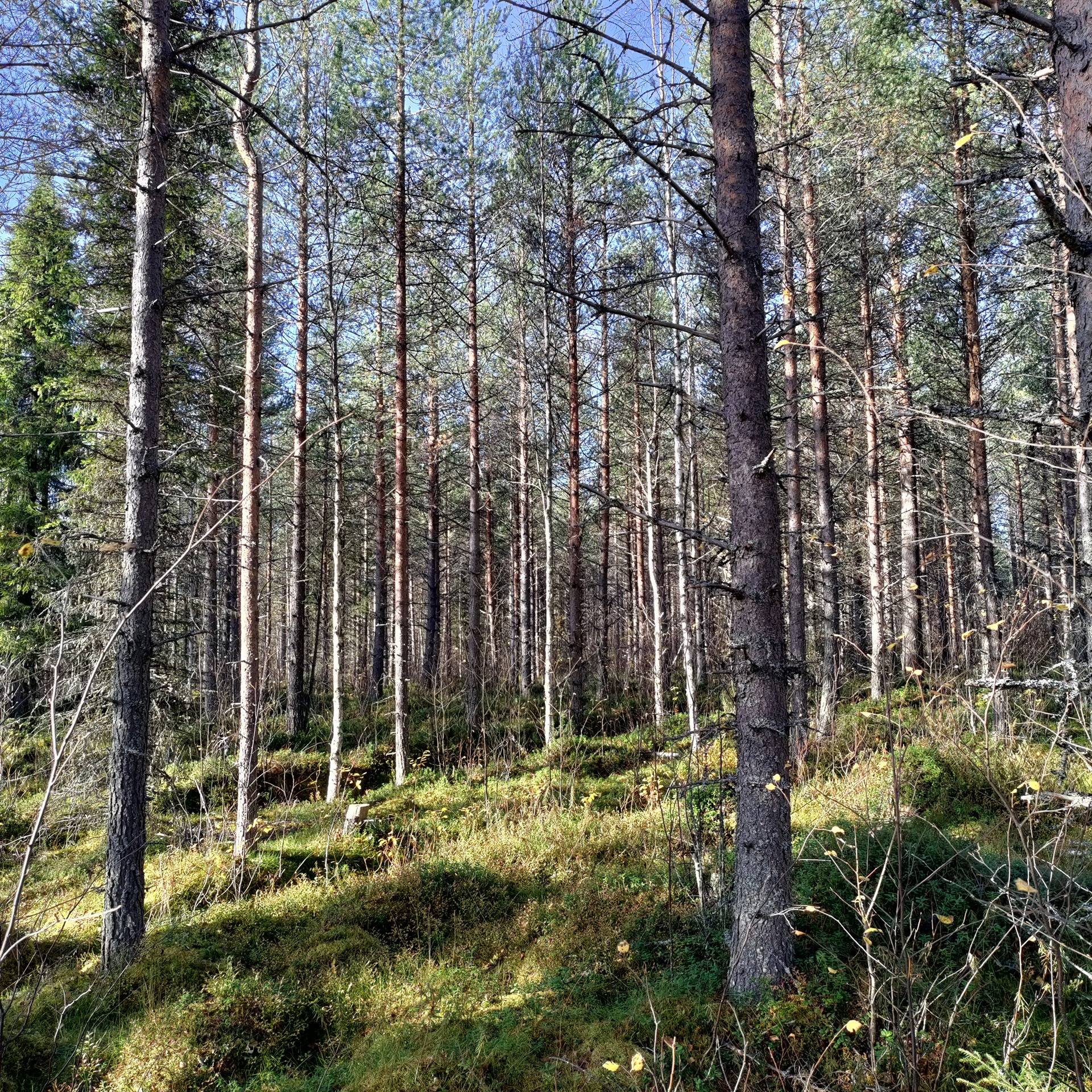 Tienpää 305-405-59-0 1