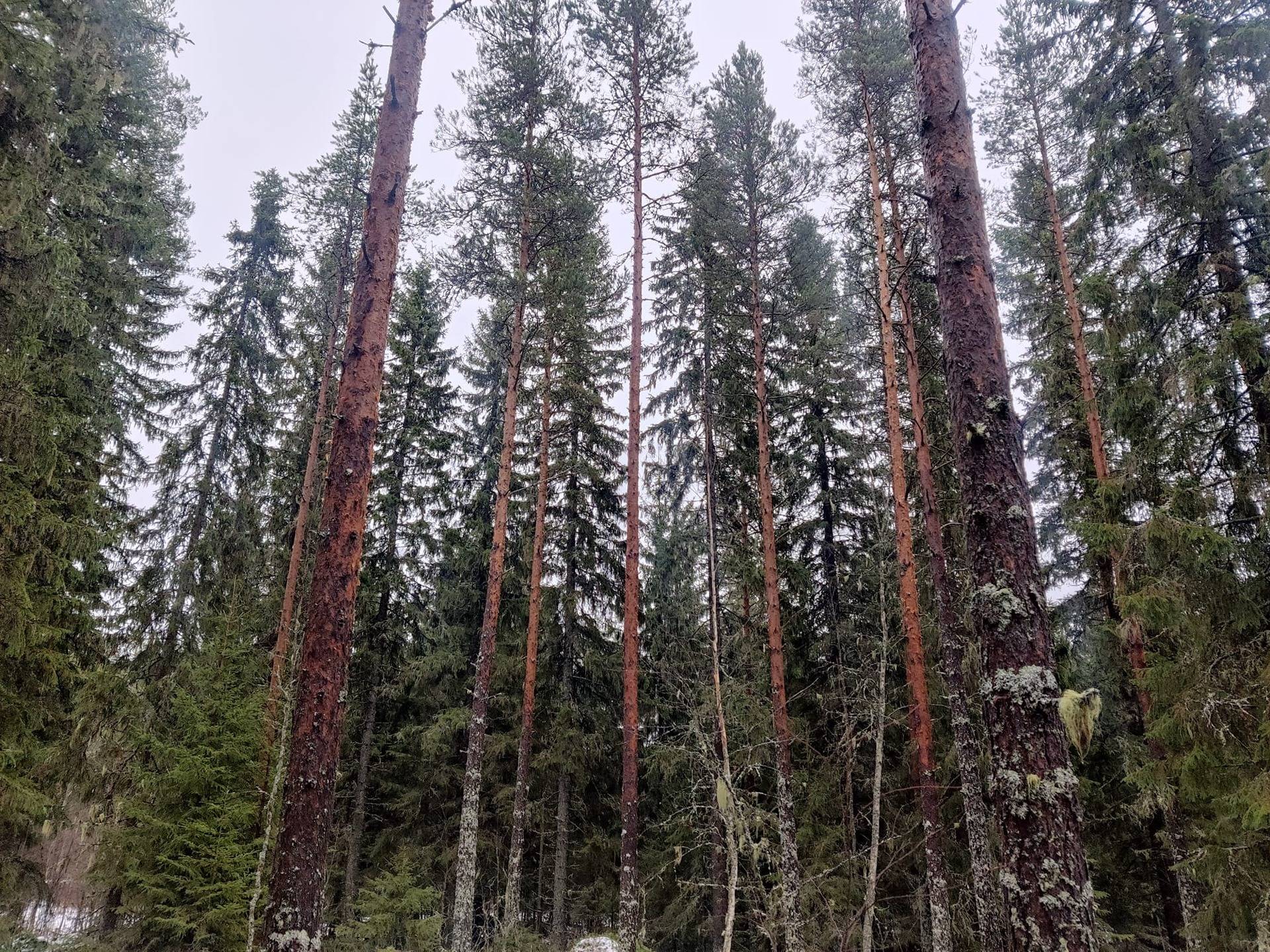 Toholampi Sahanperä metsätila Ranta-Koskela 26:84 n. 13,6 ha 1