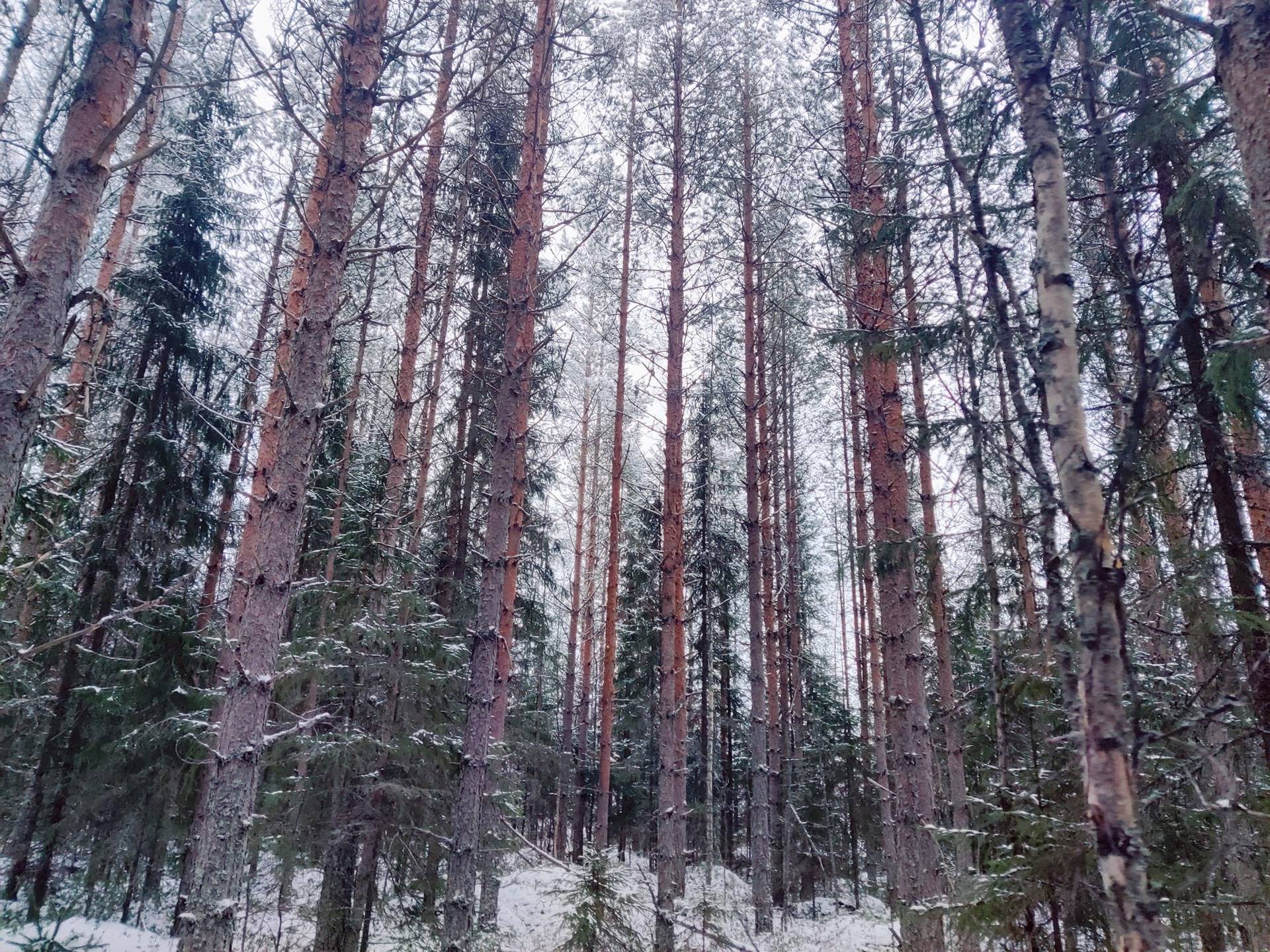 Toholampi Asiala Tervakumpu 54:202 metsätila 4,1 ha 1