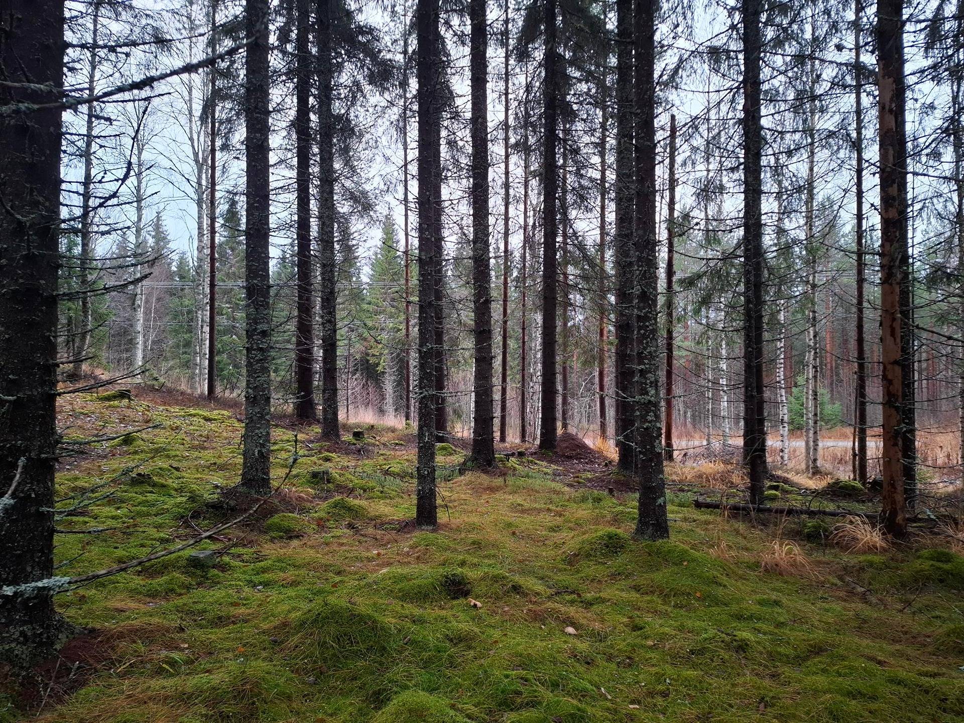 ILMOLA 146-433-17-16, ILMOSUO 146-433-17-7 ja KYYHKYLÄ 146-433-17-12, Lehtovaara 1