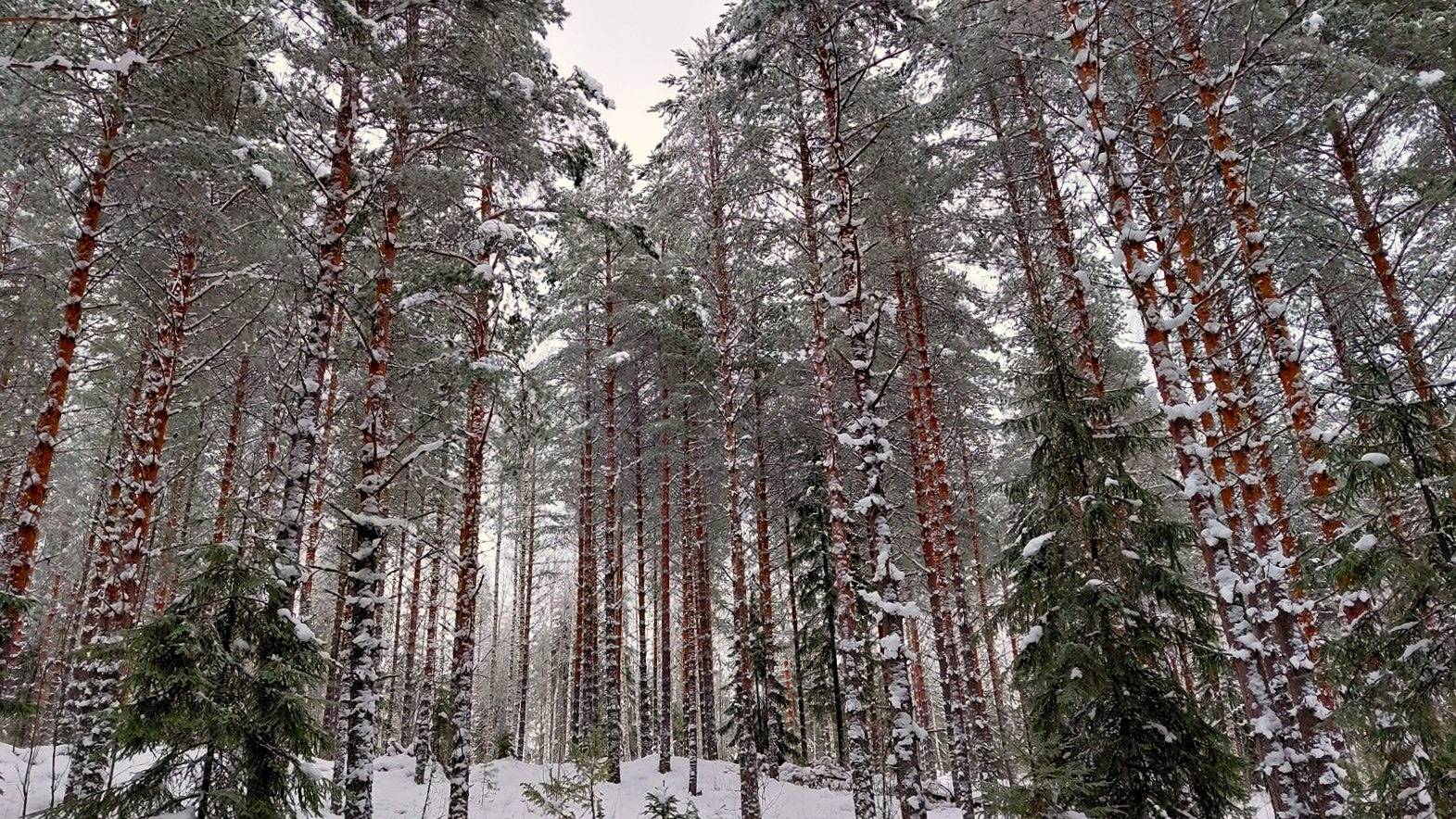 Hakukangas 593-457-13-24 1