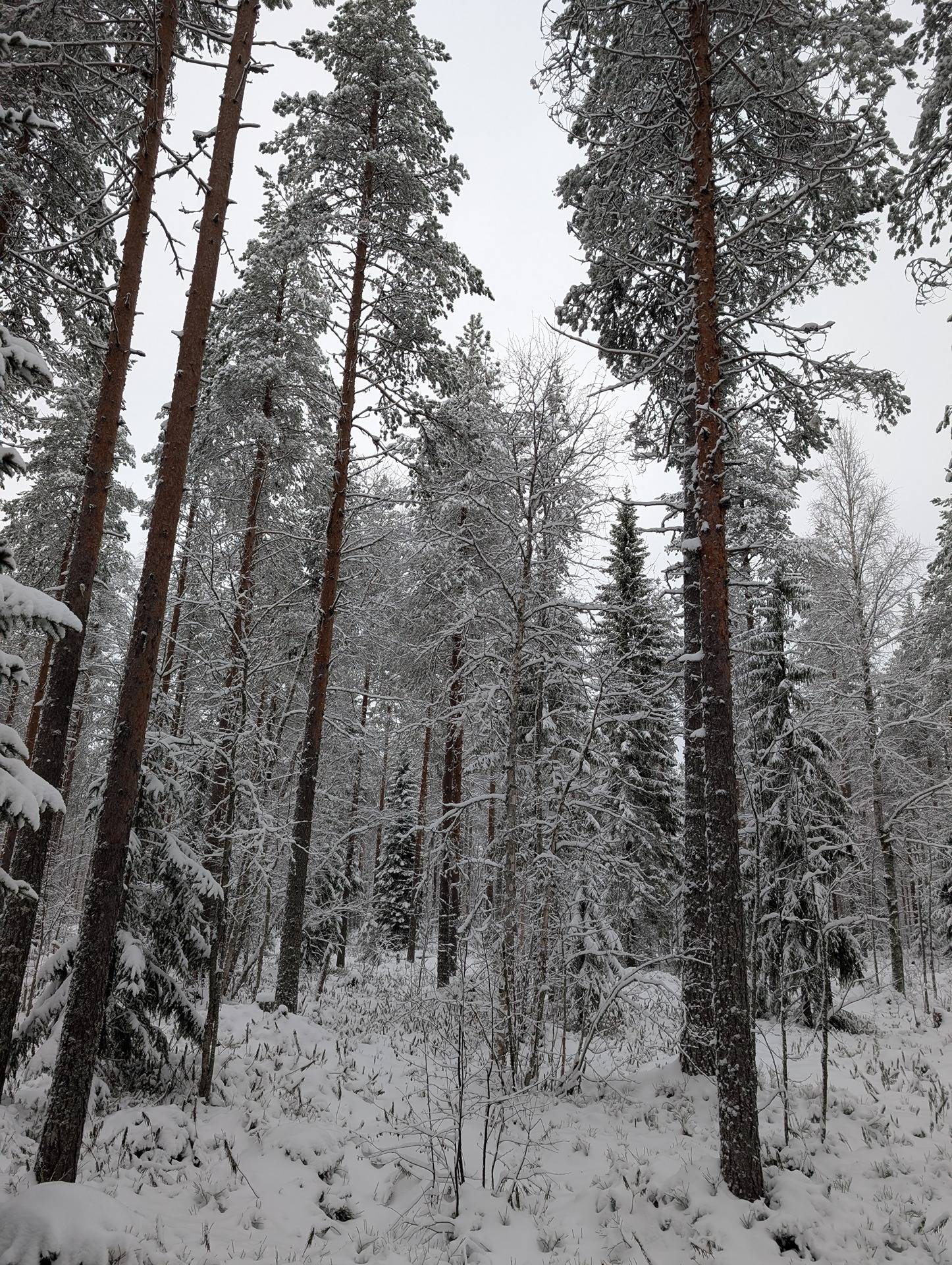 Tyränpuro 290-411-5-4 1