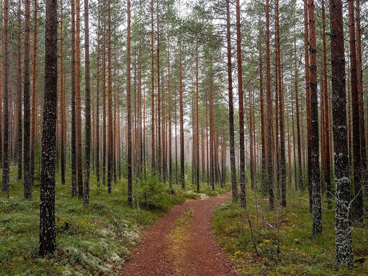 Lepänkannonlahti 739-426-3-79 1