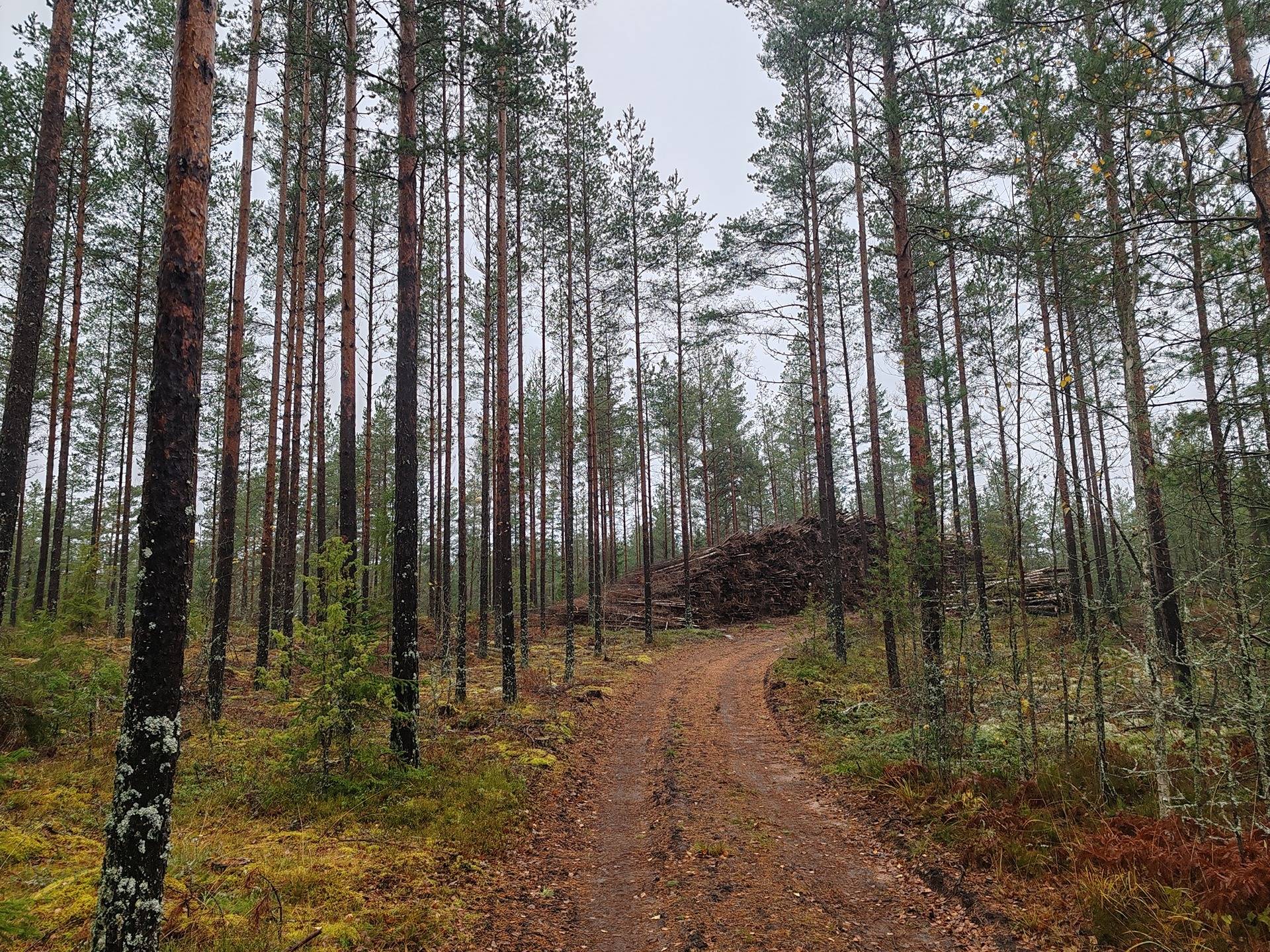 Metsämääräala n. 7,7 ha tilasta Uusiniitty, Salo, Yttelä 1