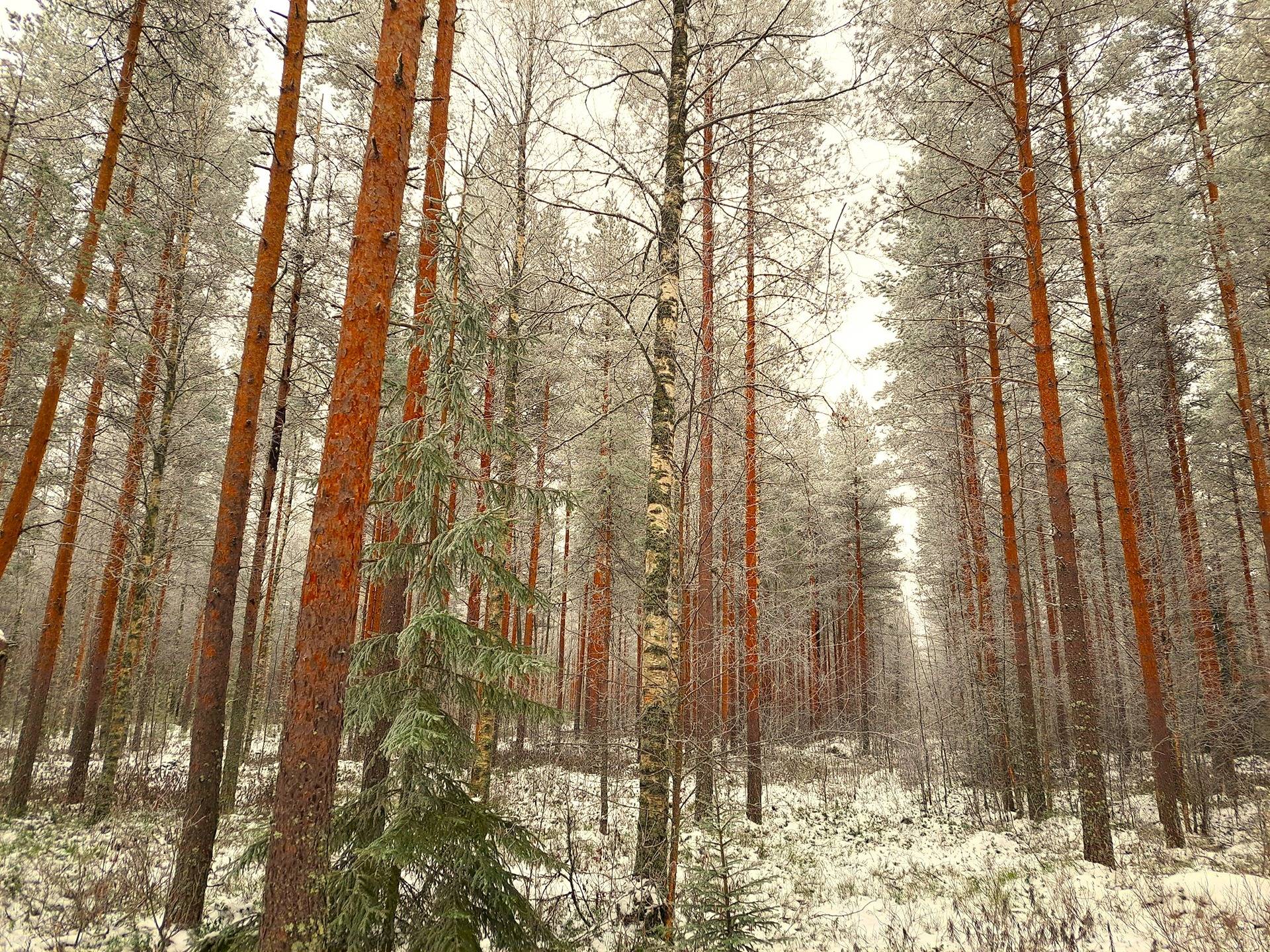 Kauhava Kortesjärvi/Ylikylä SUSIVUORI 2:272 metsäpalsta noin 28,3 ha 1