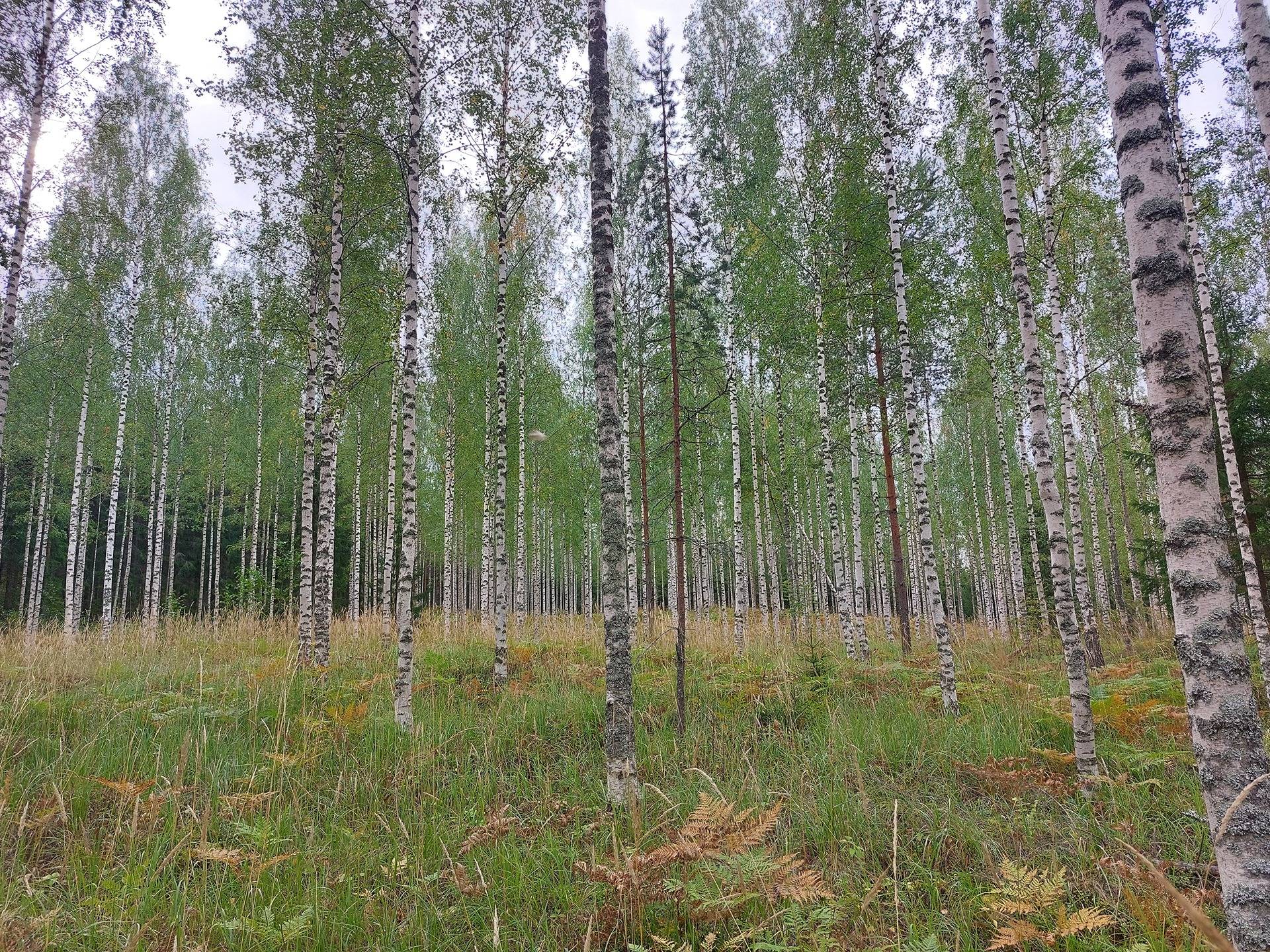 Koivikkomäki II 740-543-6-3 1