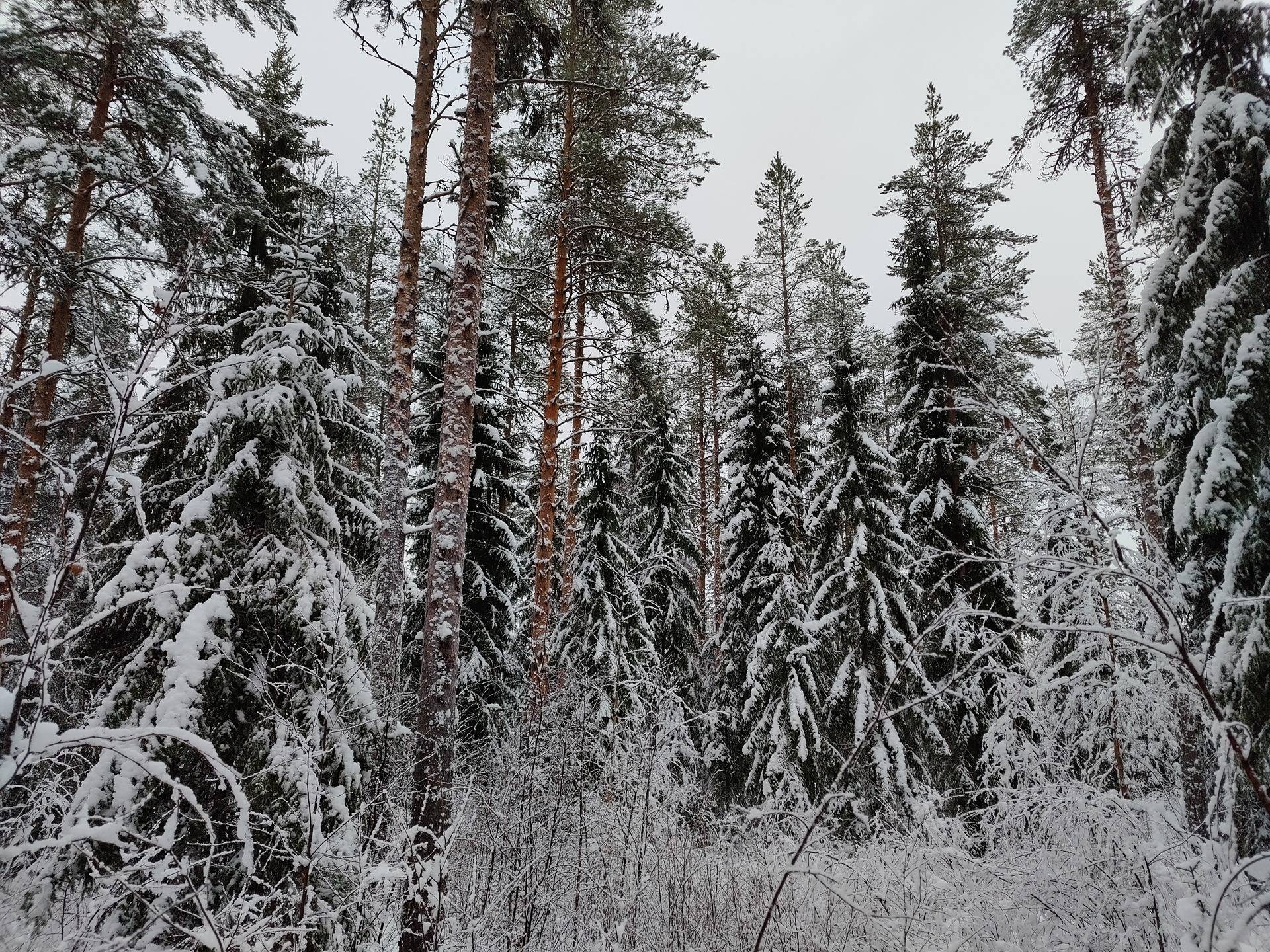 Pälli 977-403-5-98, määräala 1