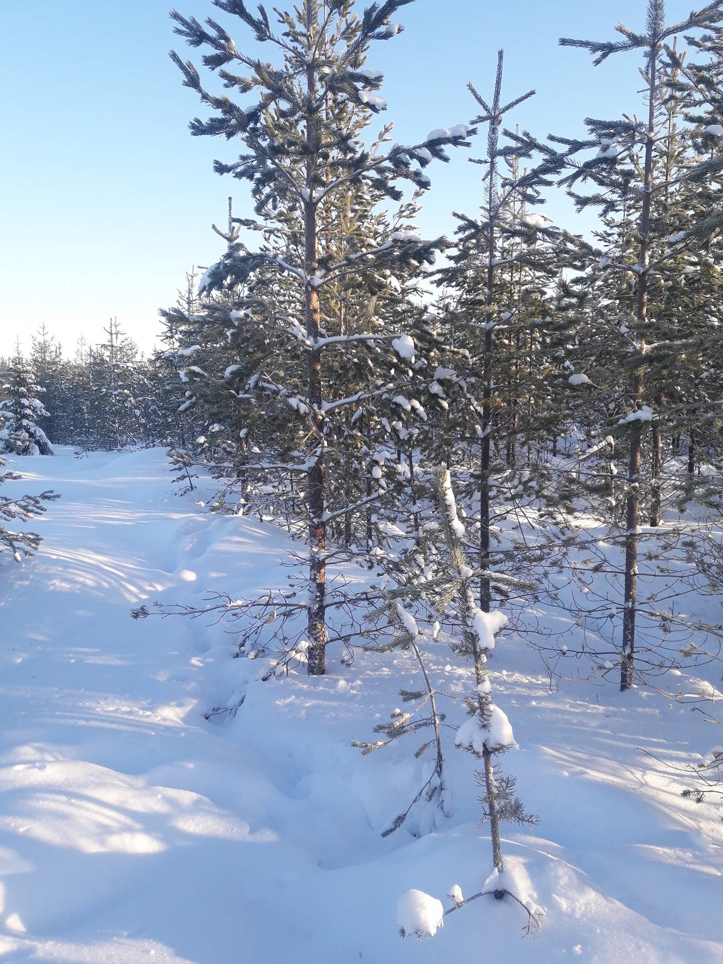 Kuusamon yhteismetsä osuus 0,03736 1