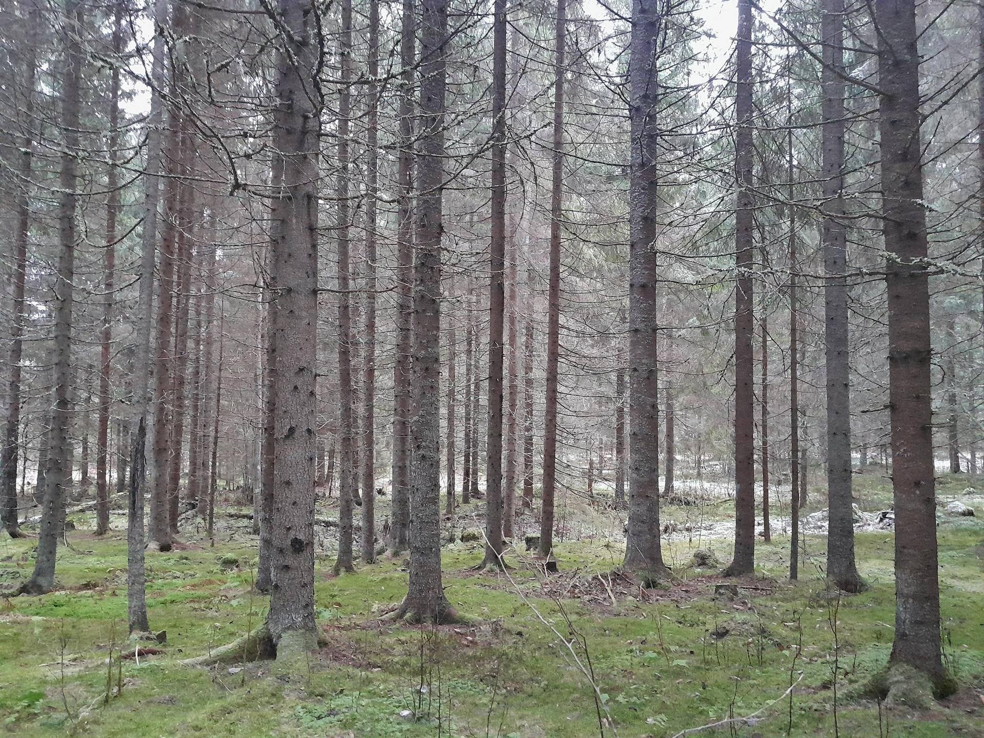 Leppälahti 249-404-8-376 määrala 1