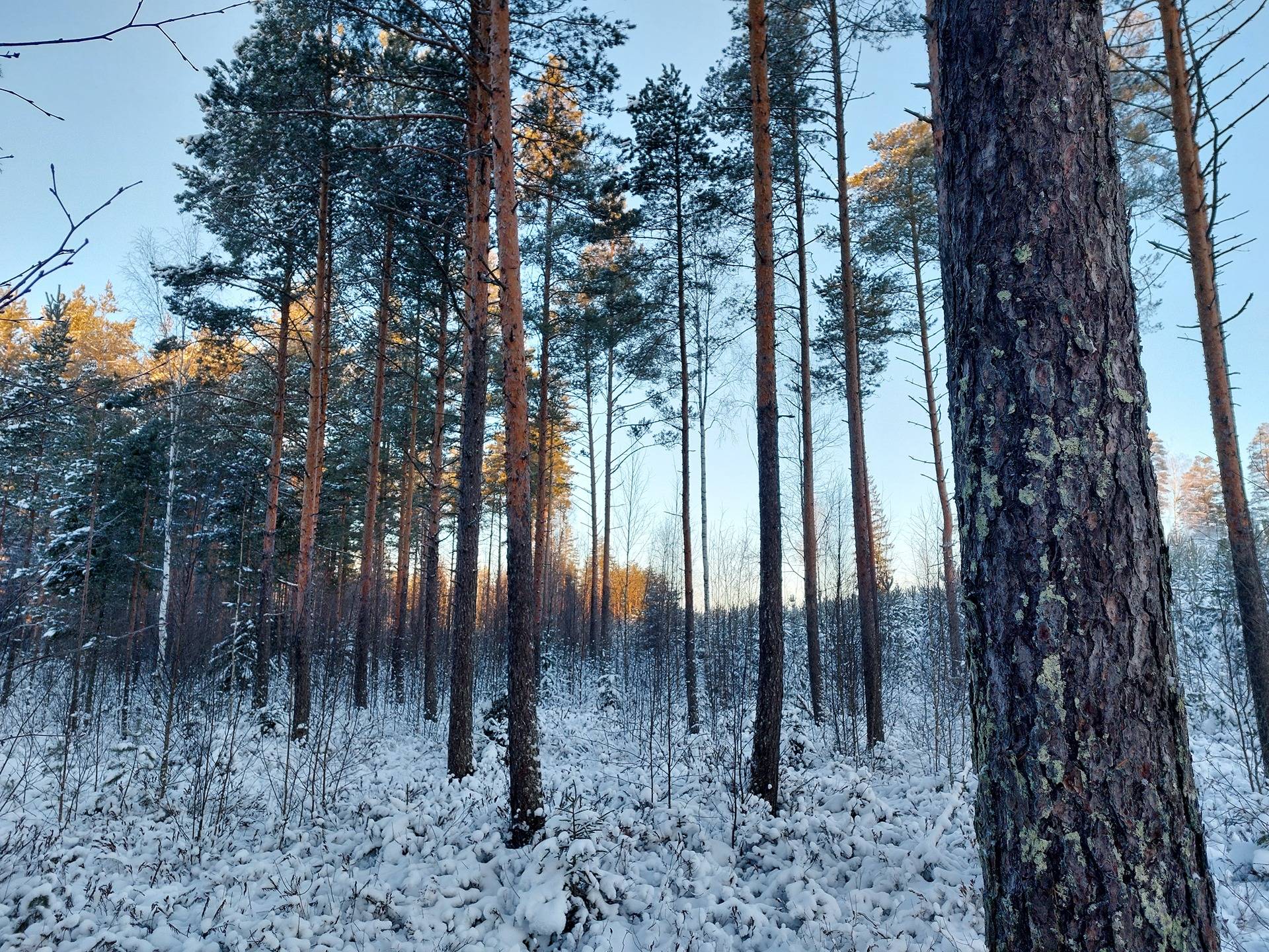 Karpalosuo 153-404-1-114 1