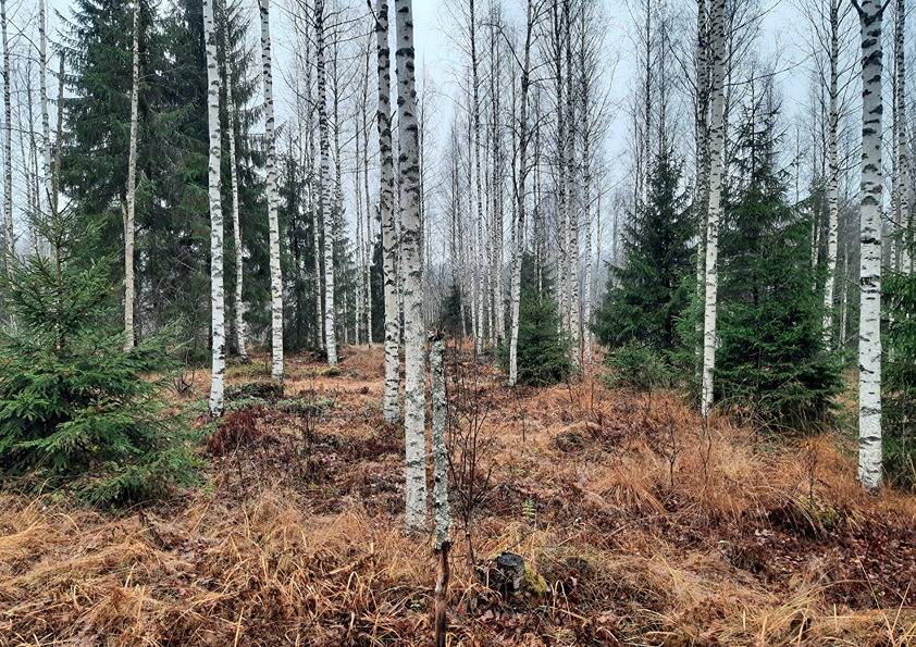 Sormuspuro 15:35 (204-406-15-35) ja Purontaus 15:45 (204-406-15-45) 1