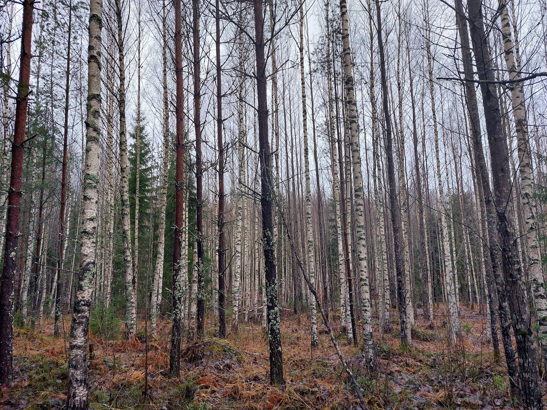 Ojala 405-536-6-38 1