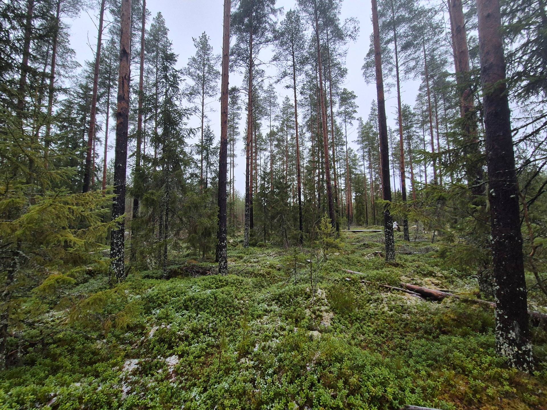 Vaahtoniemi 17:203 1