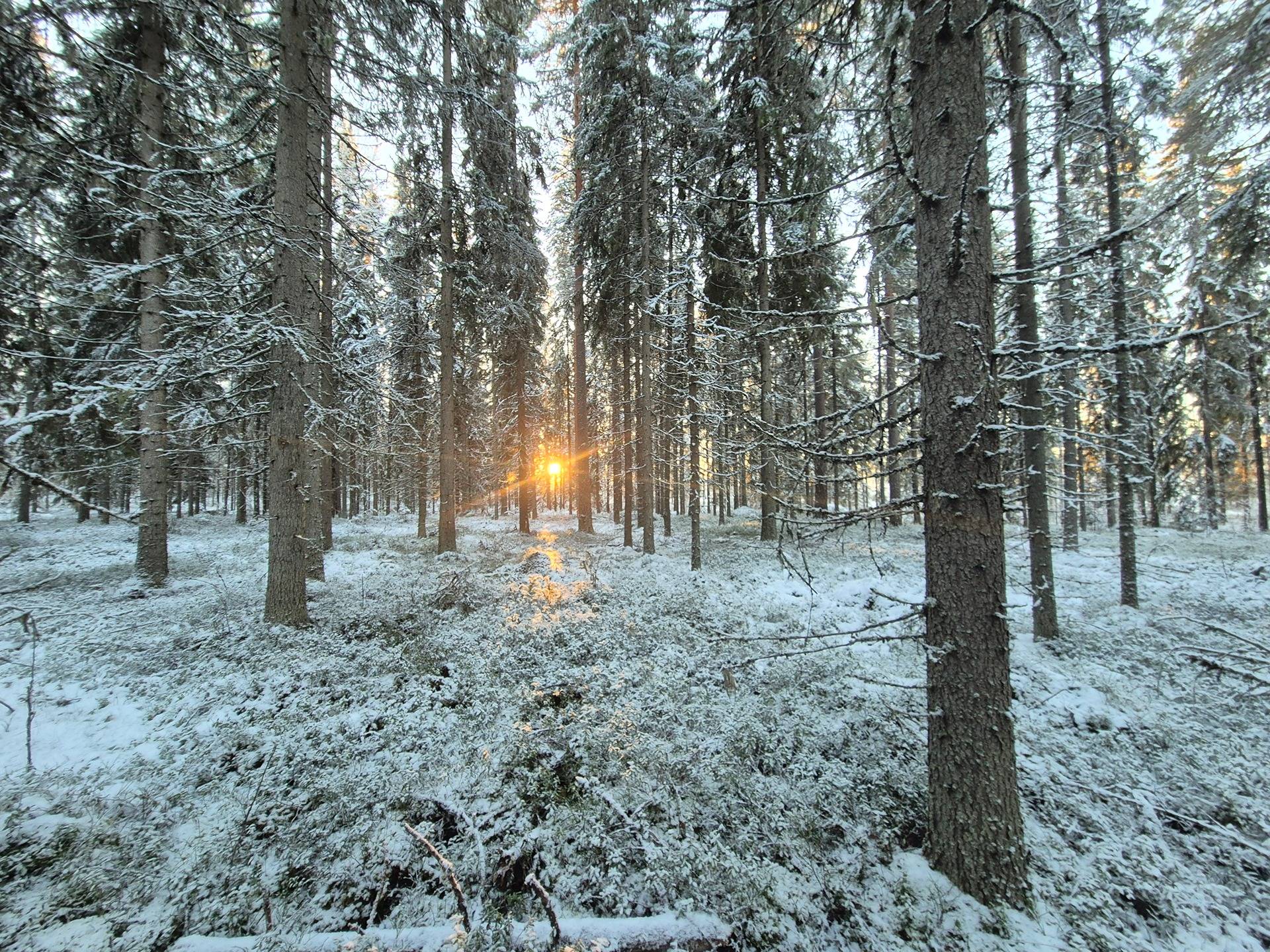 Vaahtoniemi 17:203 1