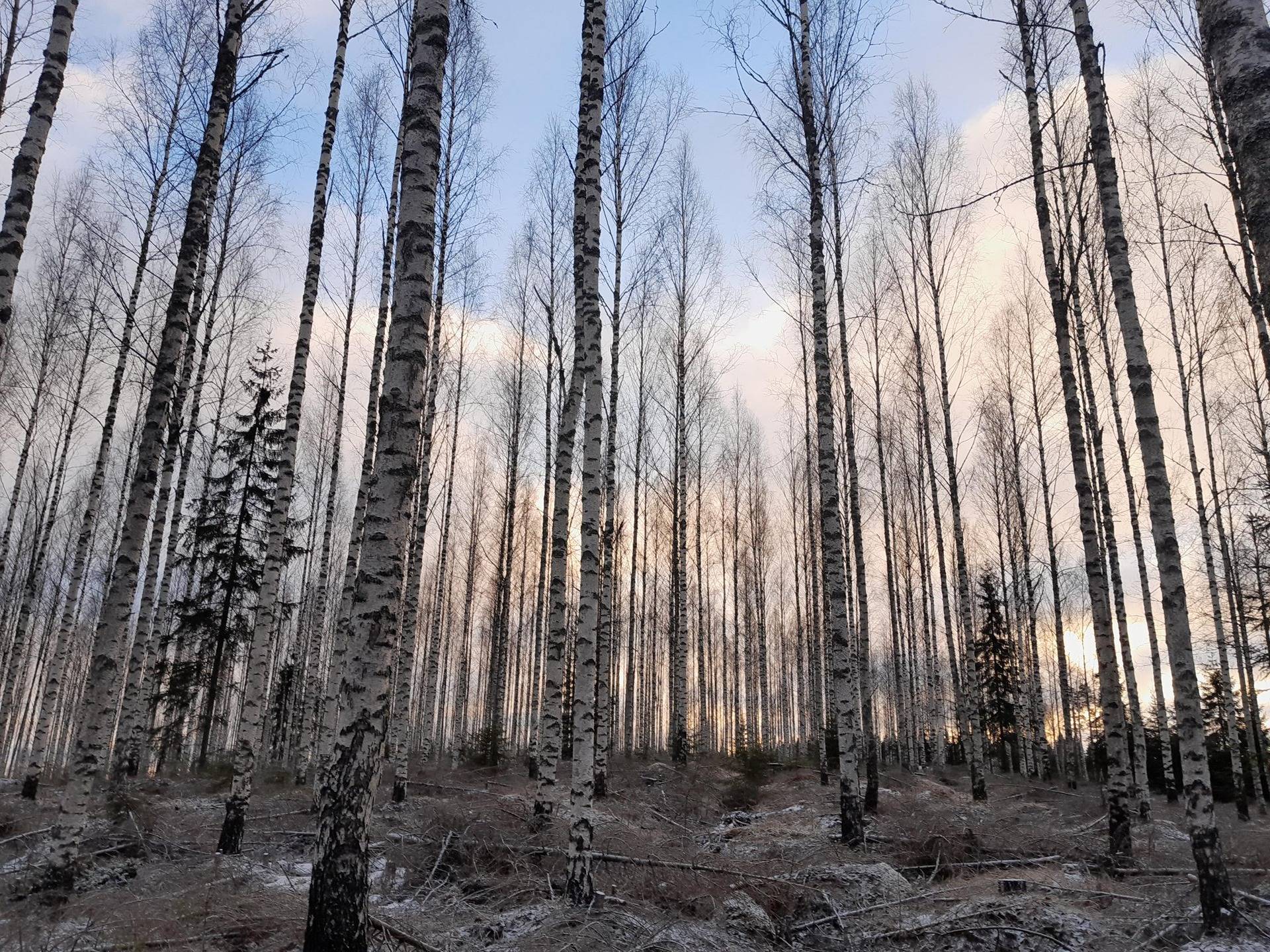 Haapamäki 592-403-1-8 1