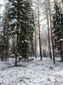 Metsätilat Kihniö 1