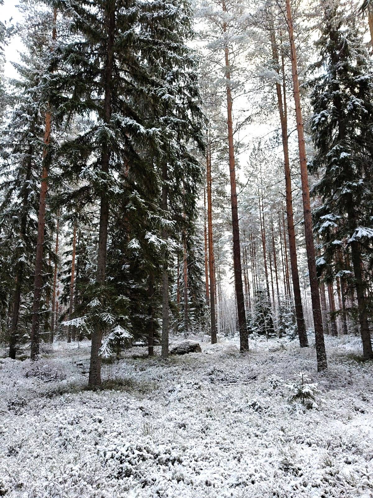 Metsätilat Kihniö 1