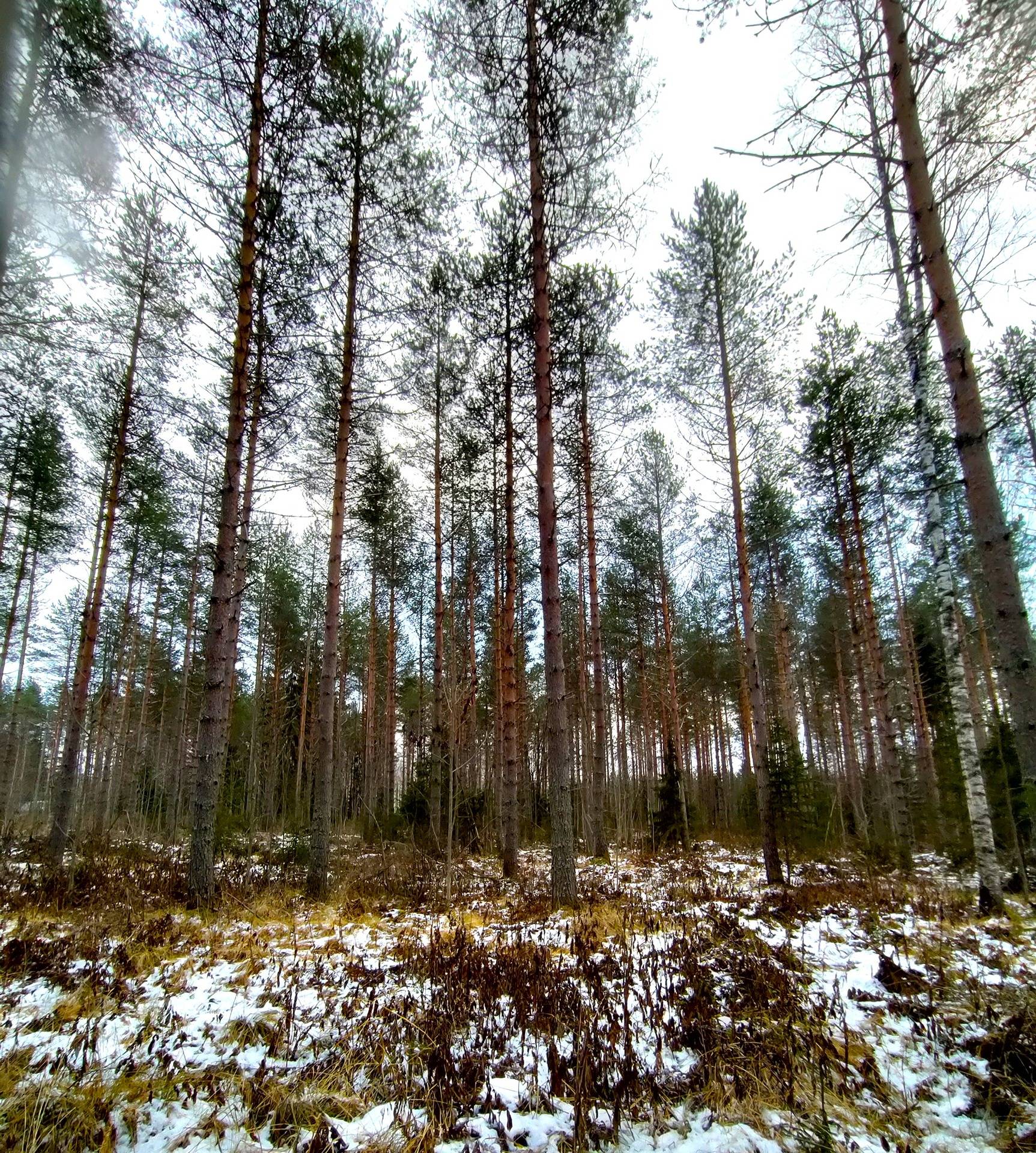 Rasila 239-405-8-44 1