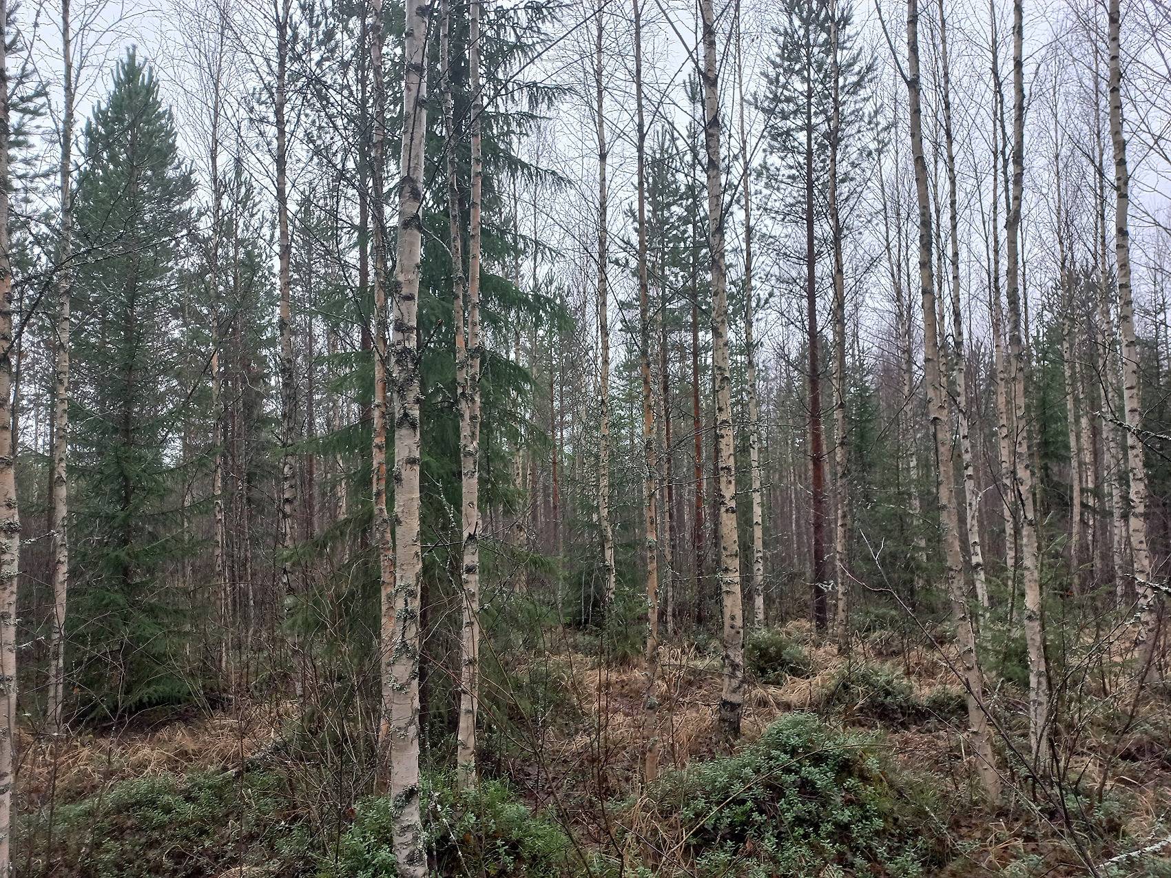 Mäkipelto, Hyyppä 1