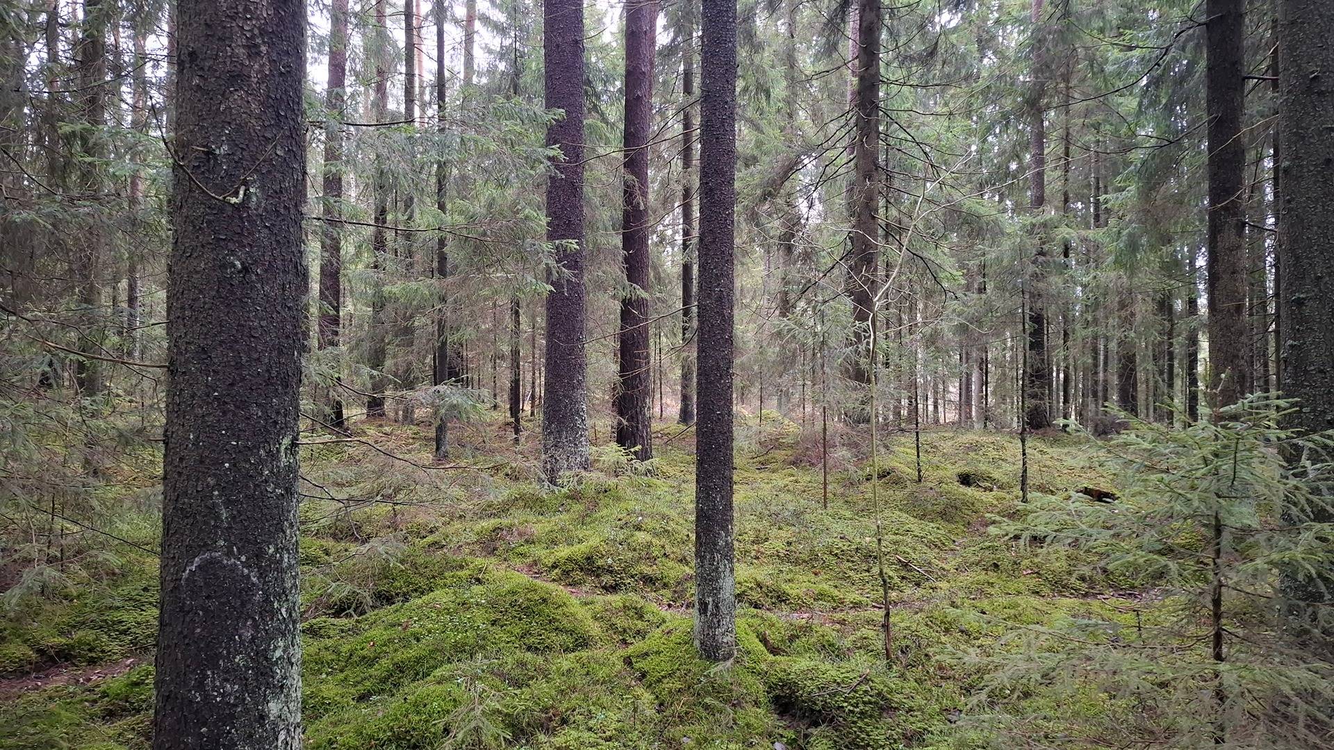 KIVILÄ 2:117 ja ALAKIVELÄ 2:120 Vampula/ Huittinen 1