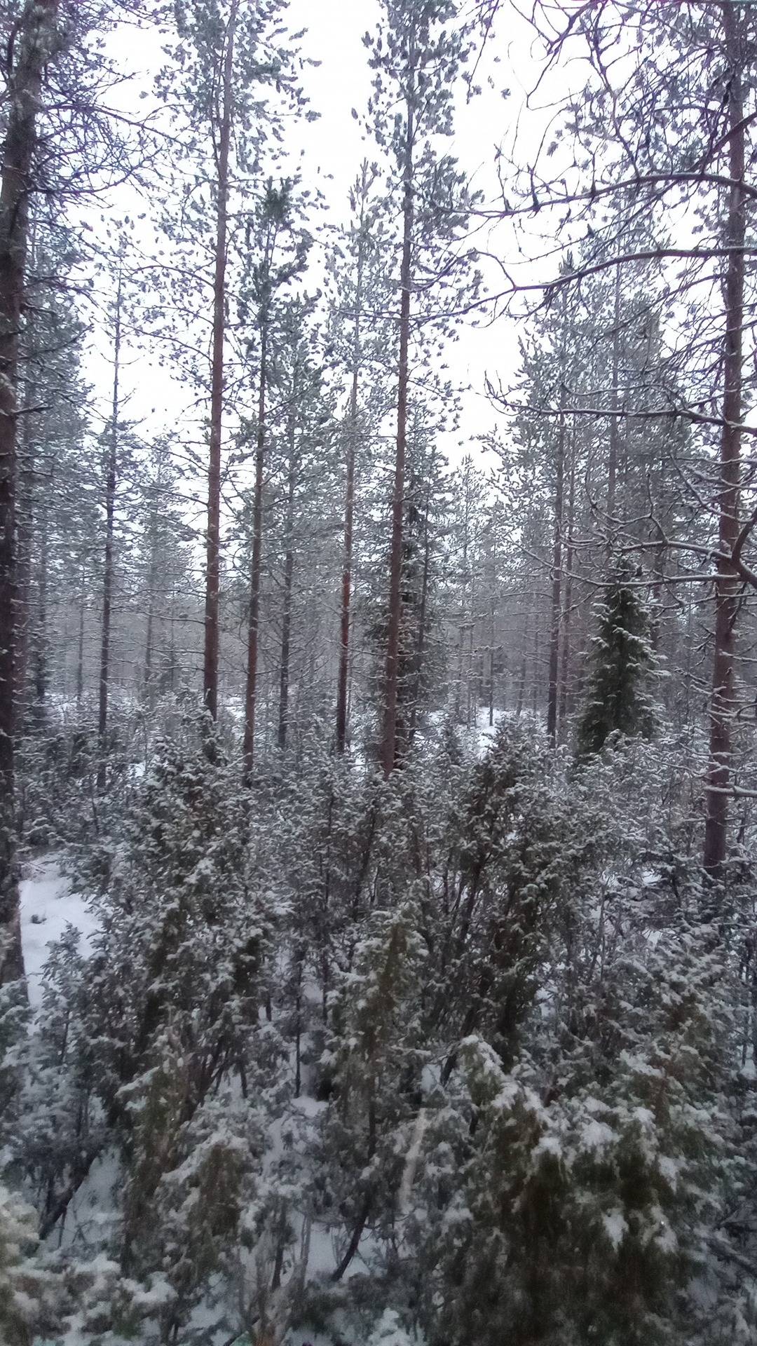 Juppo 698-410-12-1 1