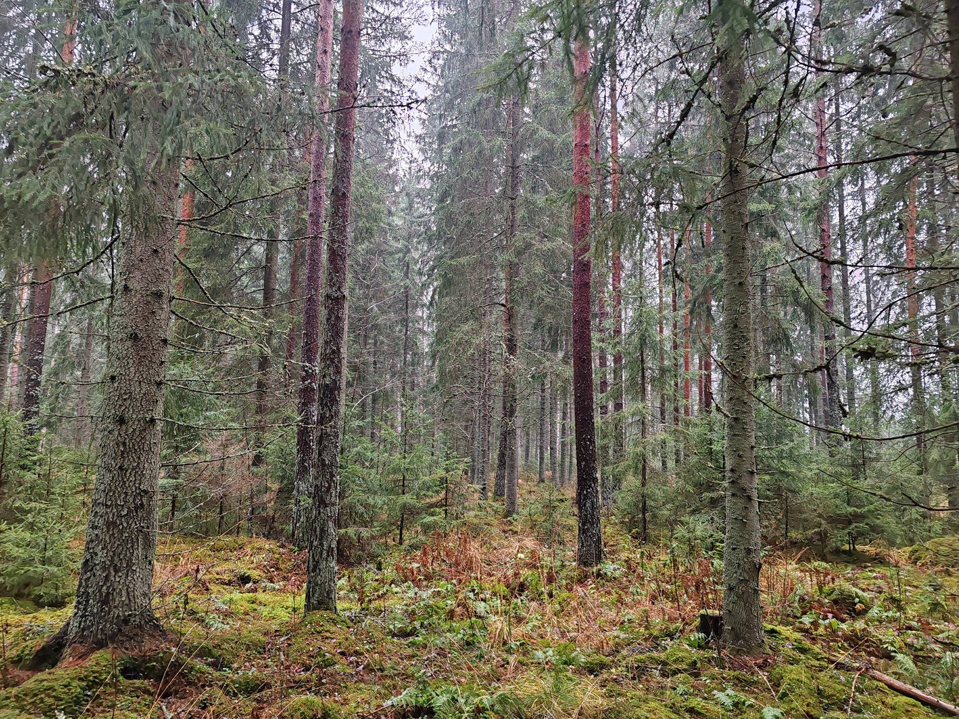 Metsämääräala tilasta Vesaniemi 1:78, noin 38,0 ha, Somero, Ollila 1