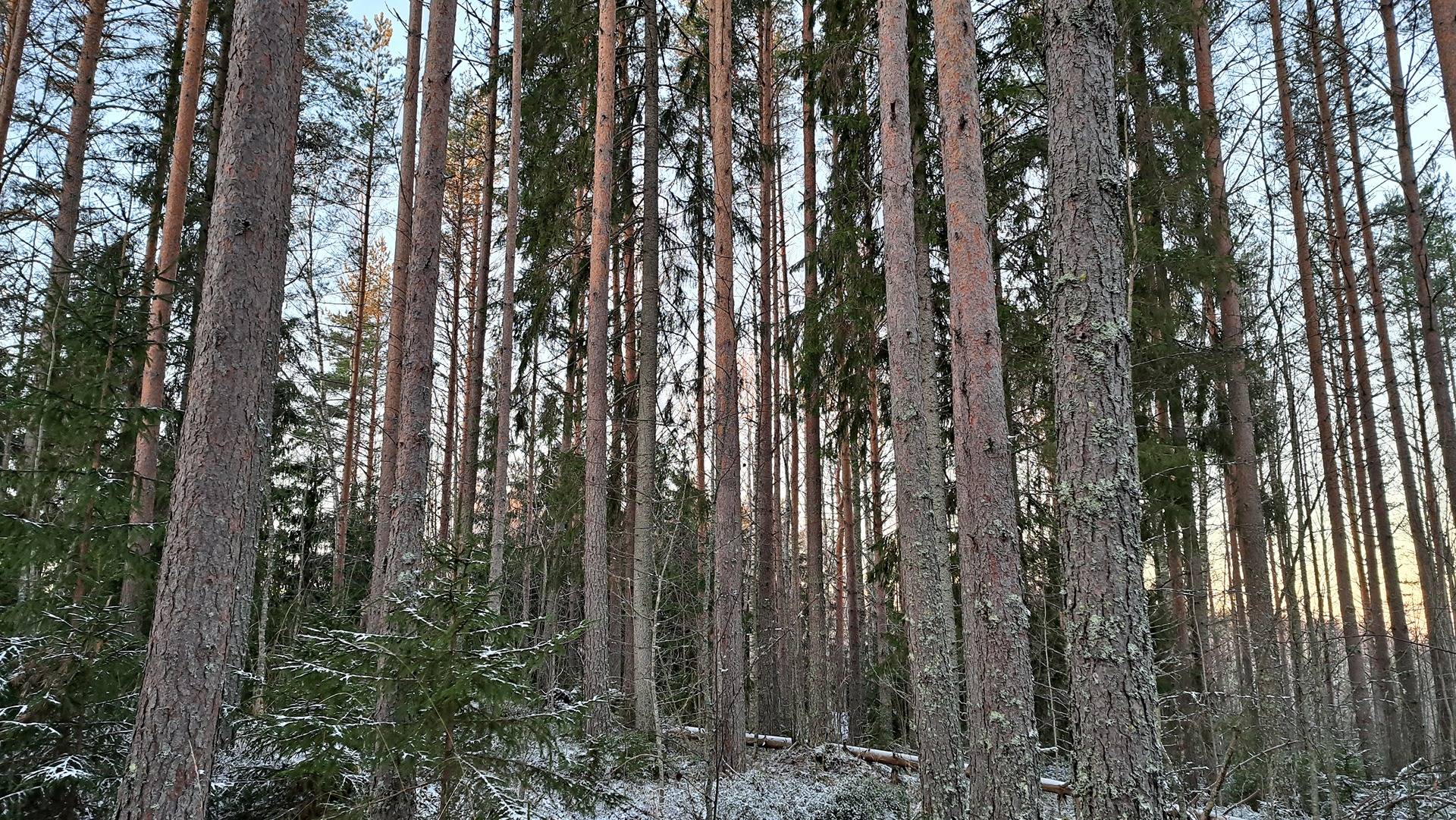 Revonhäntä 740-551-1-3 (myyjä pidättää määräalan) 1