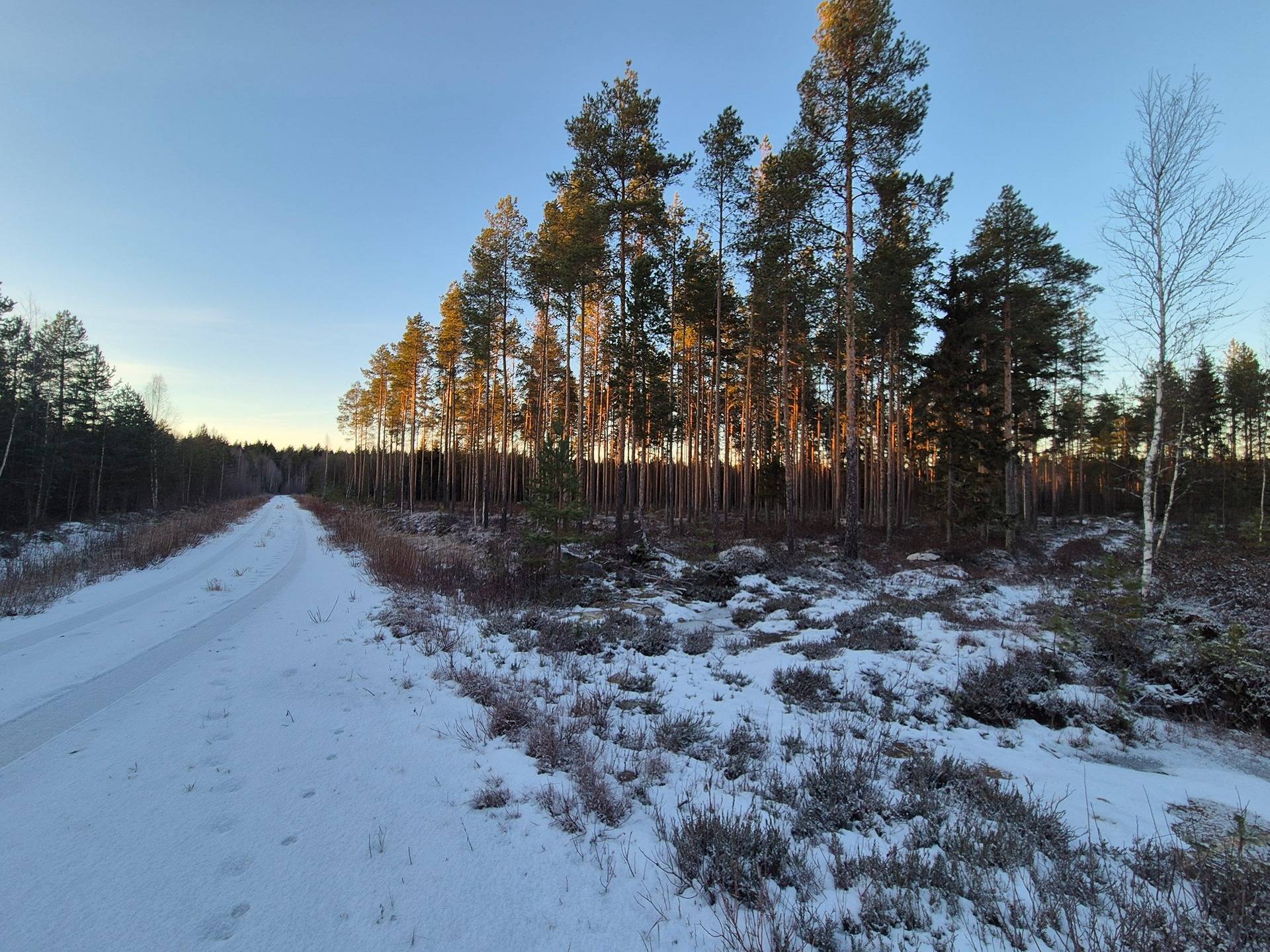 Hangassaari 23:33 ja Korkeakorpi 15:131 1