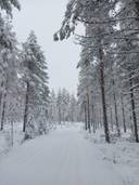 Rutakko 305-424-17-33 1