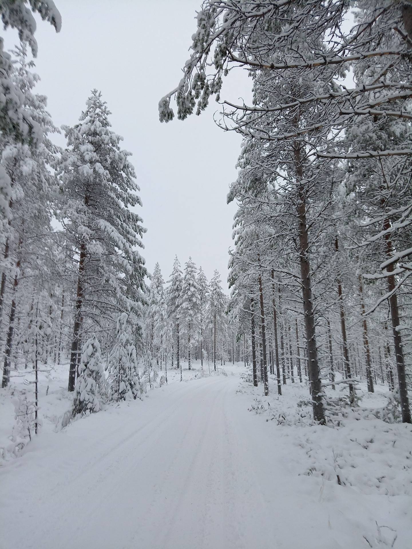 Rutakko 305-424-17-33 1