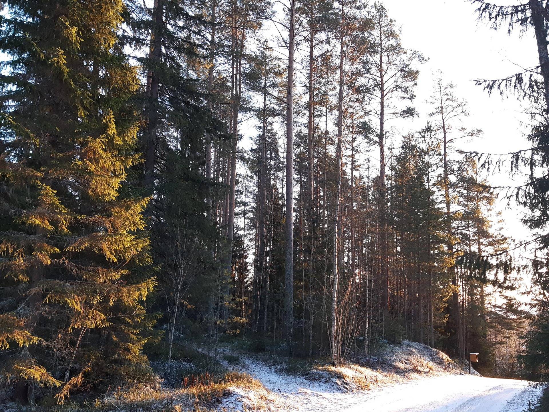 HIRVOLA 14:99, Sonkakoski 1