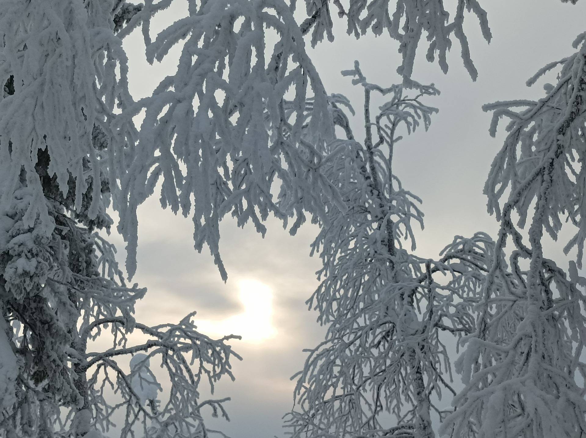 Laulaja 614-404-18-6 määräala 1