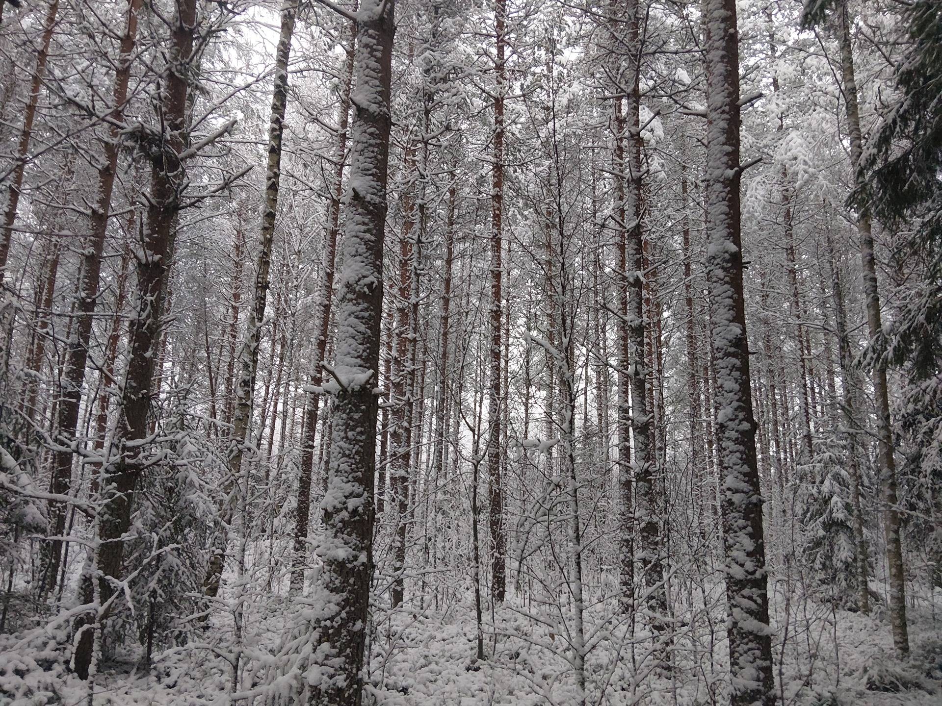 Honkaselkä 595-426-17-9 1