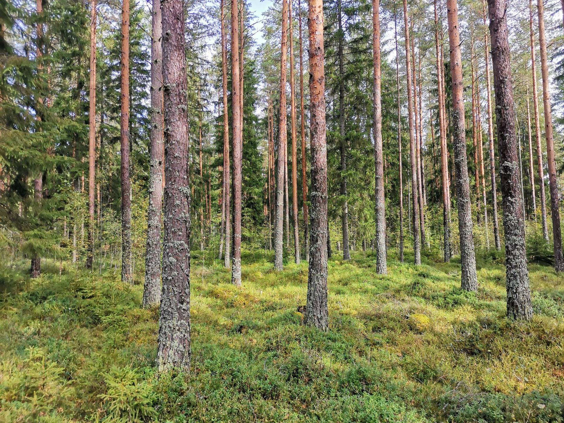 Yhteismetsäosuus 20 kpl (20 / 1031), Laajoentaustan Yhteismetsä, Mynämäki. 1
