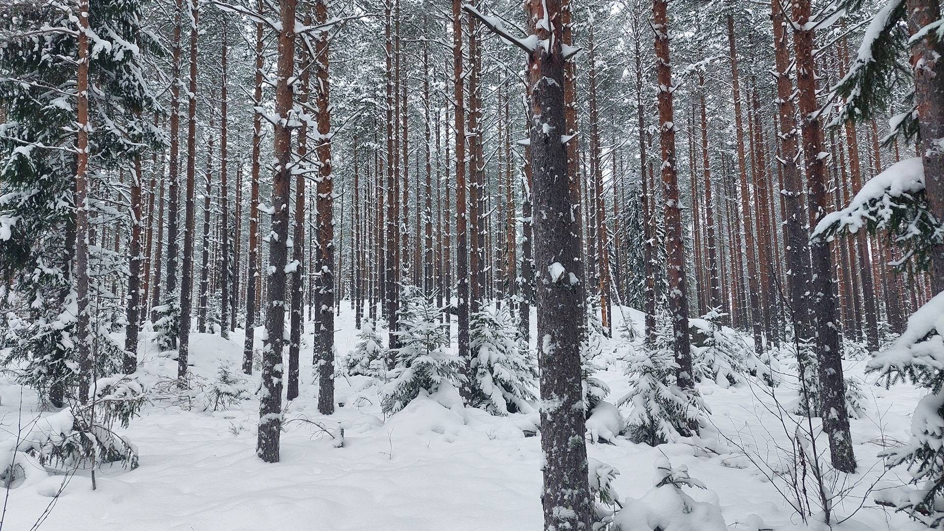 Onnenmaa 405-492-1-205 1