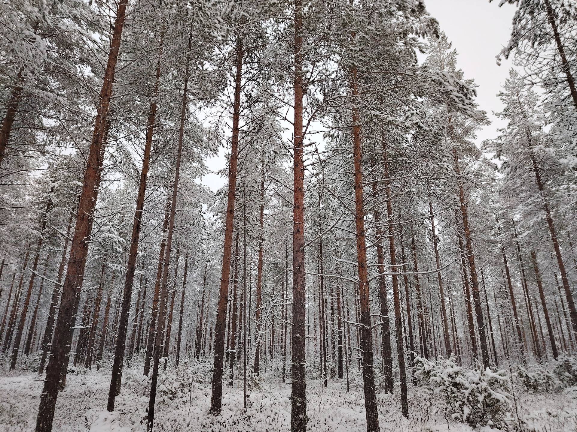 KELOKANGAS 146-408-3-23, Vinkara 1