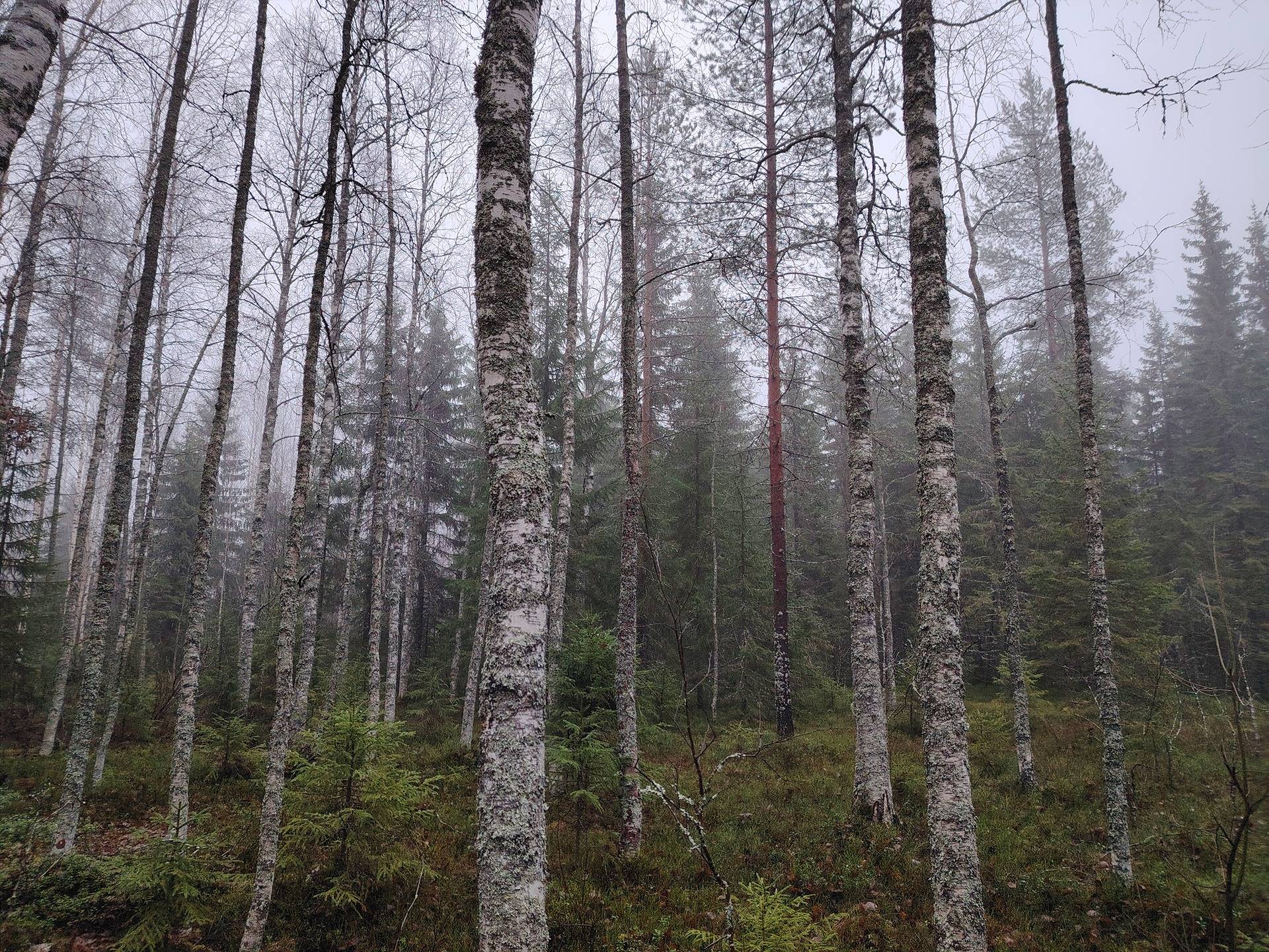 LEHTOMÄKI 146-408-6-3, Ala-Vuotsa 1