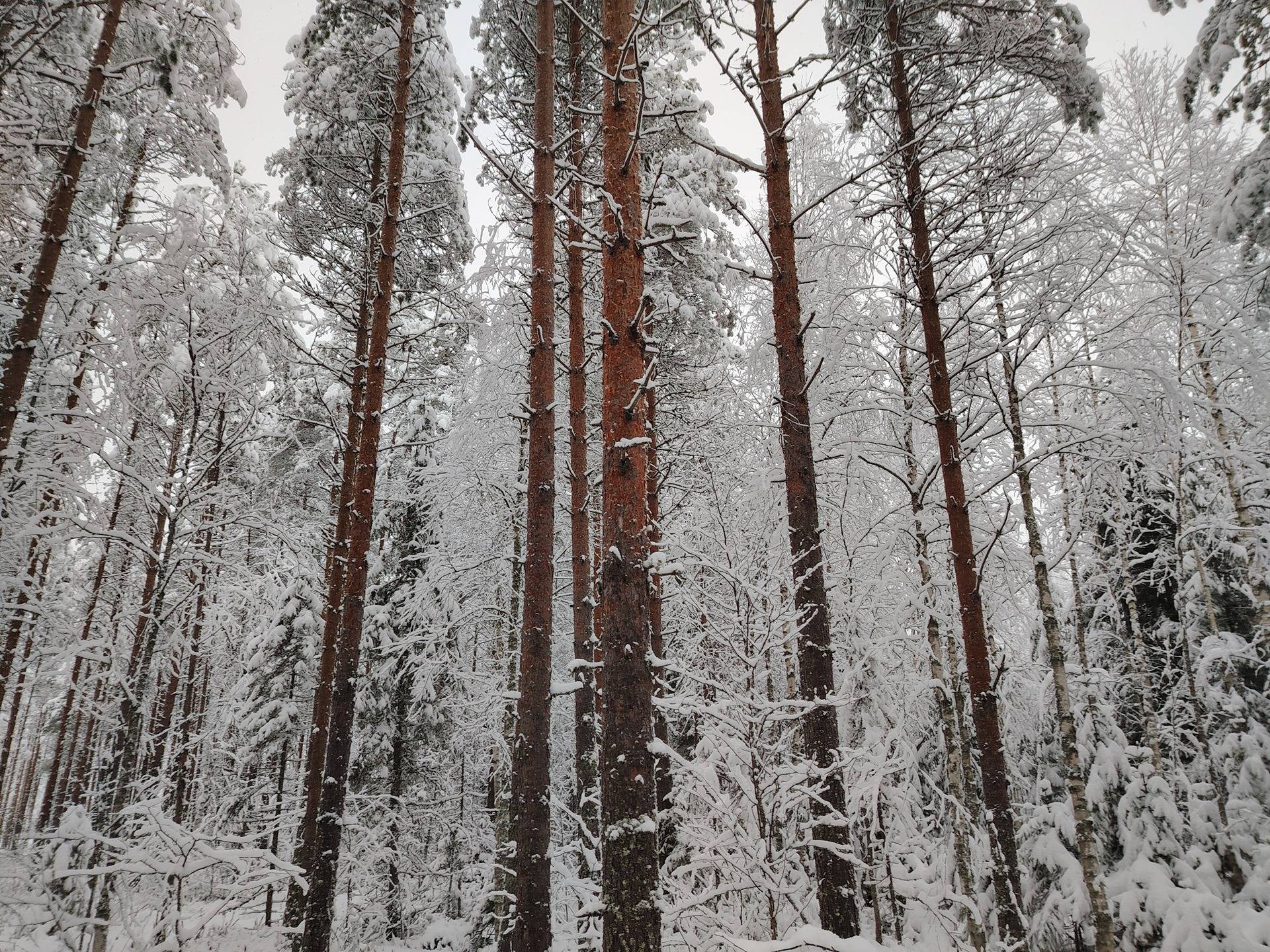 146-413-9-78, Tuohivaara 1