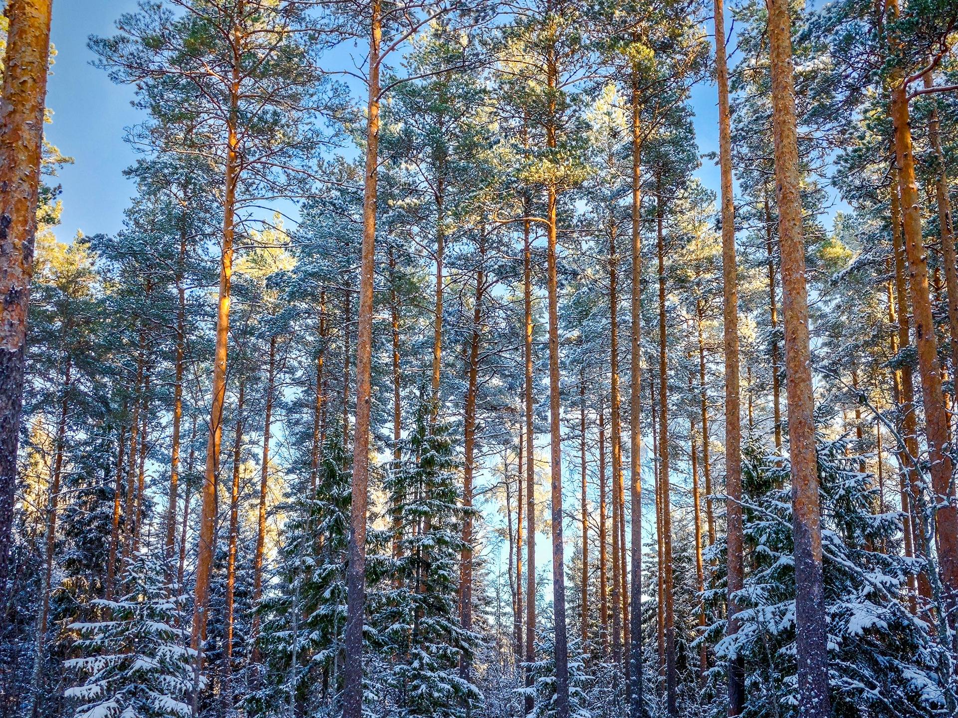 Laihia, Jokisalo, Vainiola 399-409-8-26 (määräala) 1