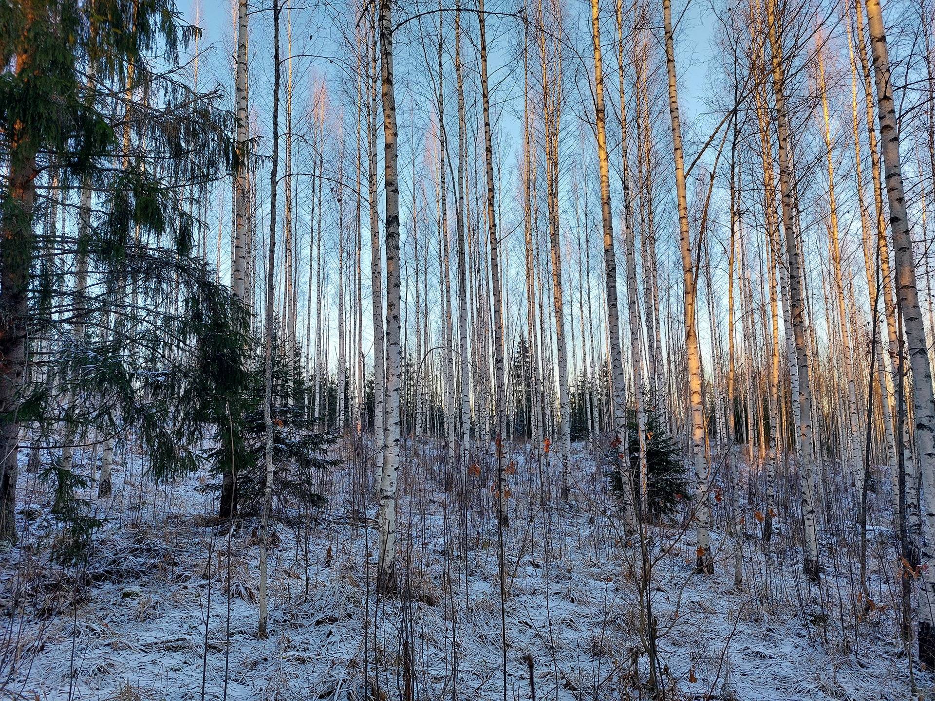 Kannelmäki 405-552-2-38 1