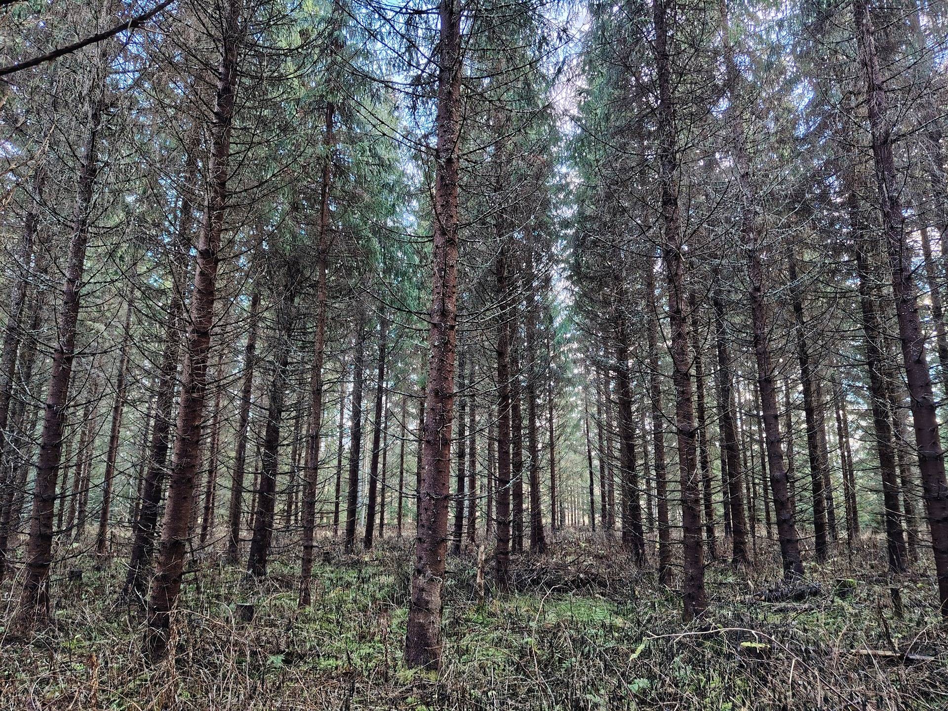 260-408-5-21 Savikko 1