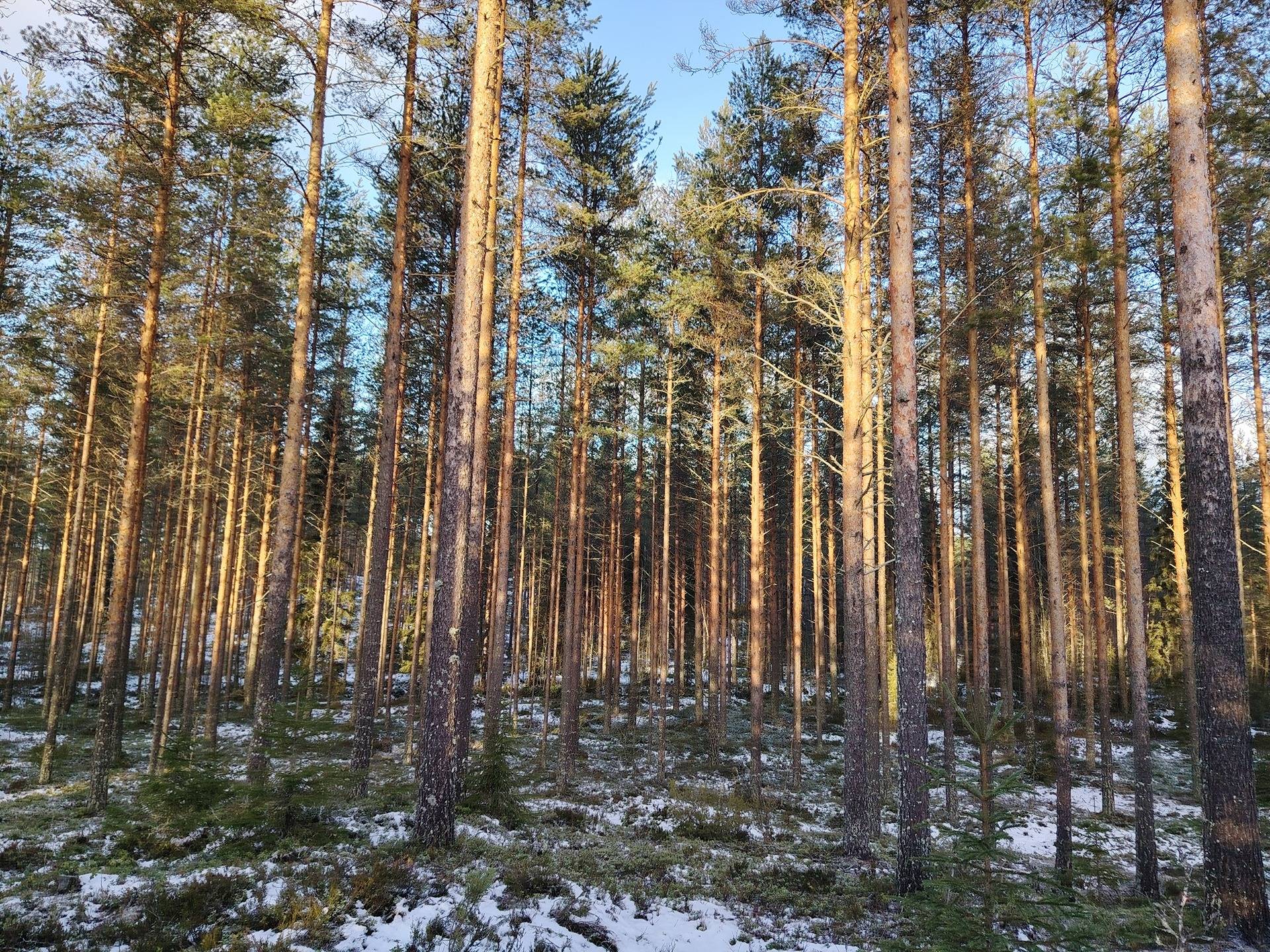 LAMMINTAUS 260-405-30-38 Hautalampi 1