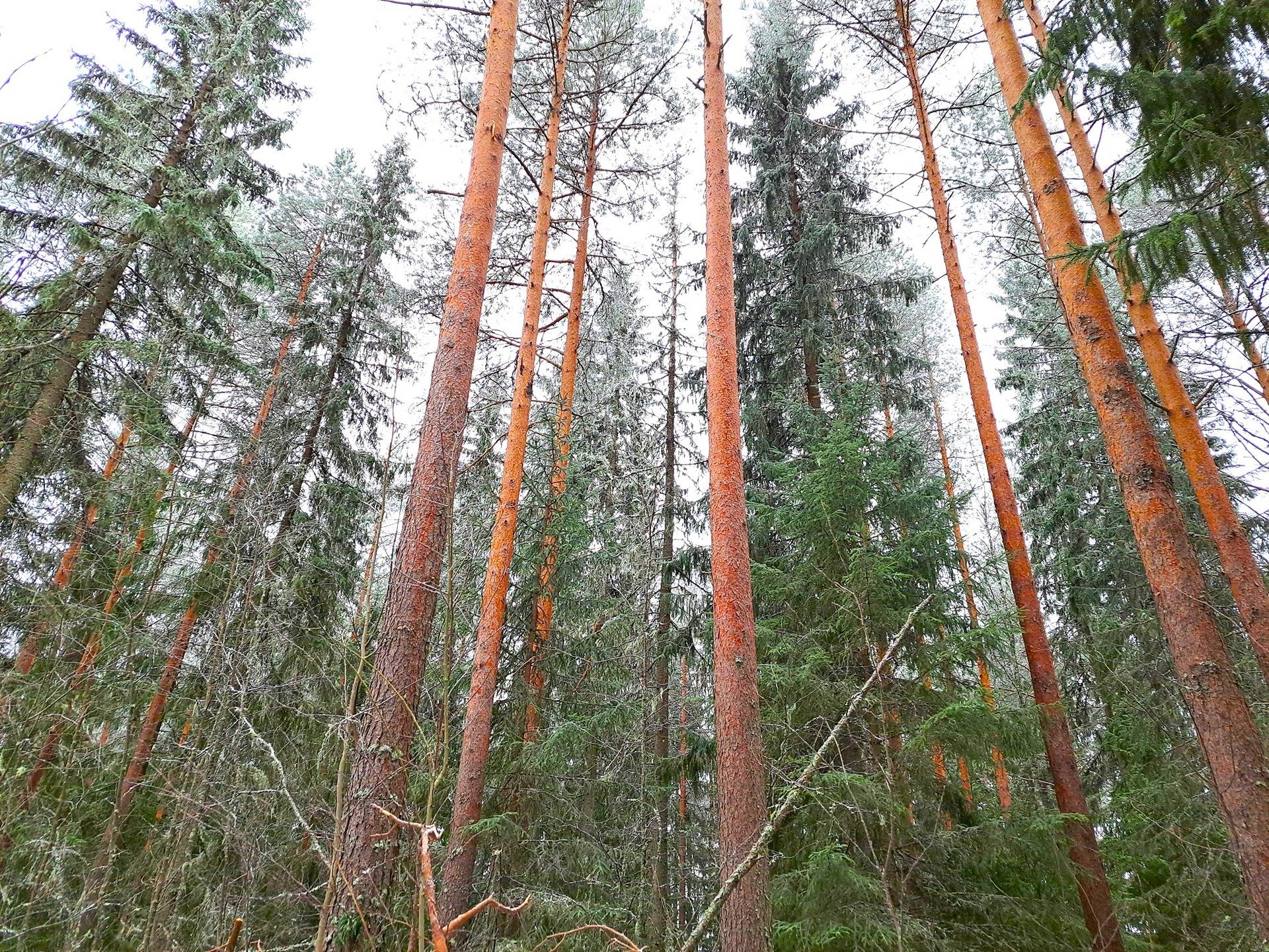 Kauhava Huhmarkoski ALASARKA 10:108 metsätila 21,9 ha 1