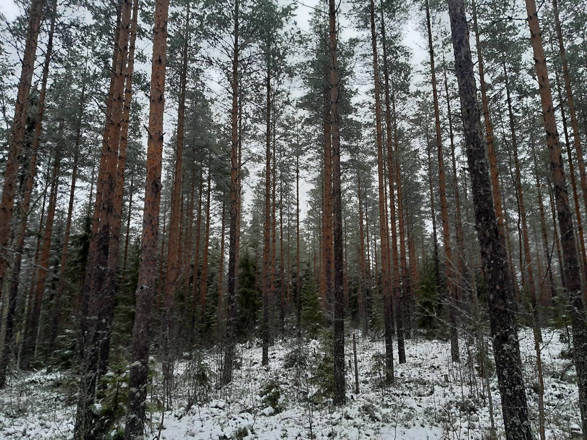 Kennäsaho 729-407-10-31 1