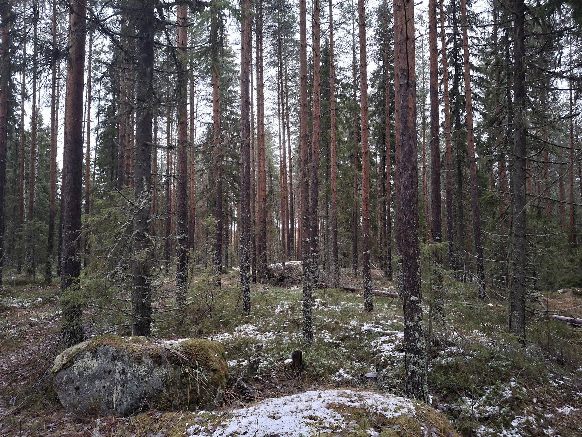 Hytölä, Metsä-Seppälä 275-404-14-17 1